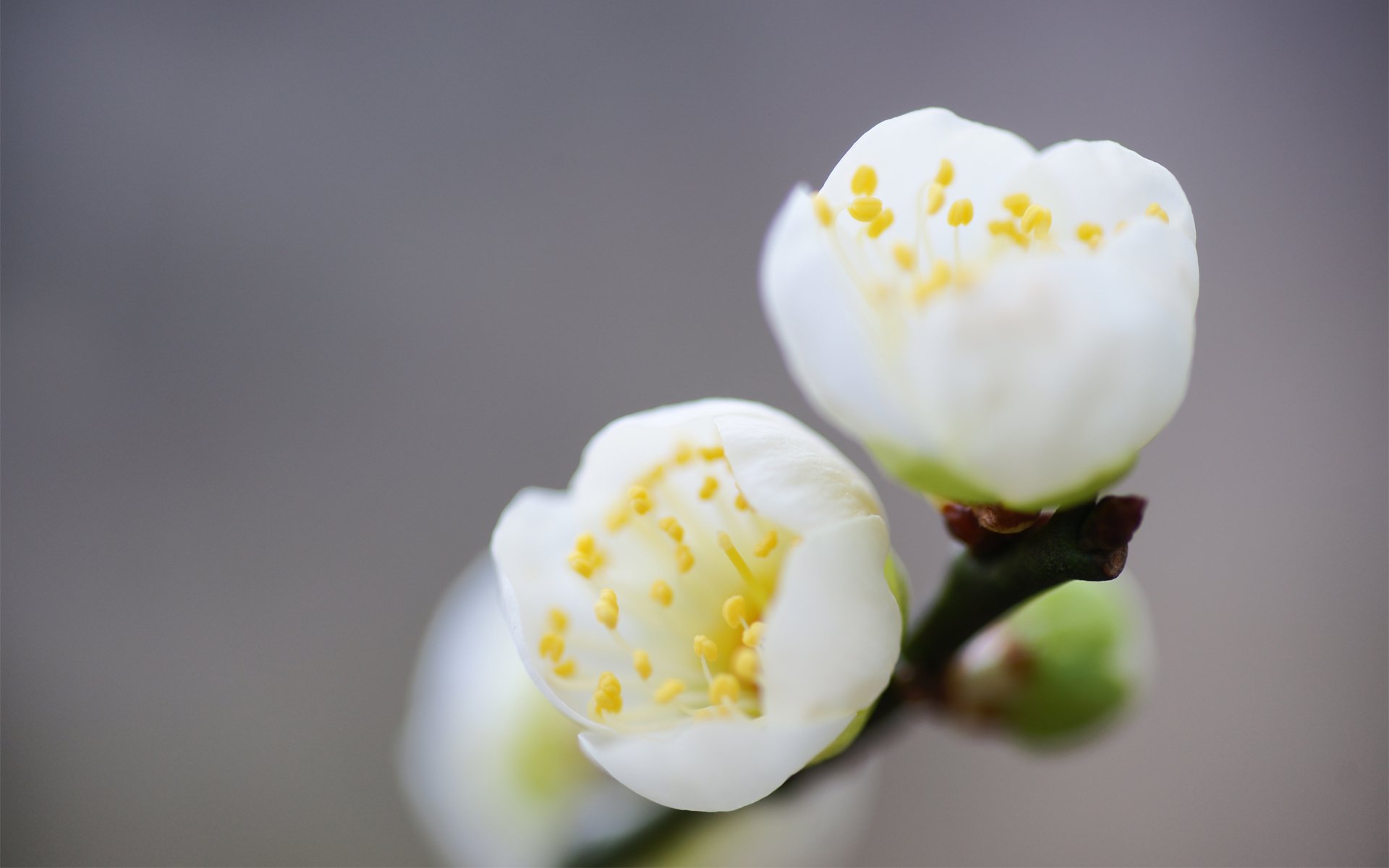 fiori primavera fioritura bianco ramo