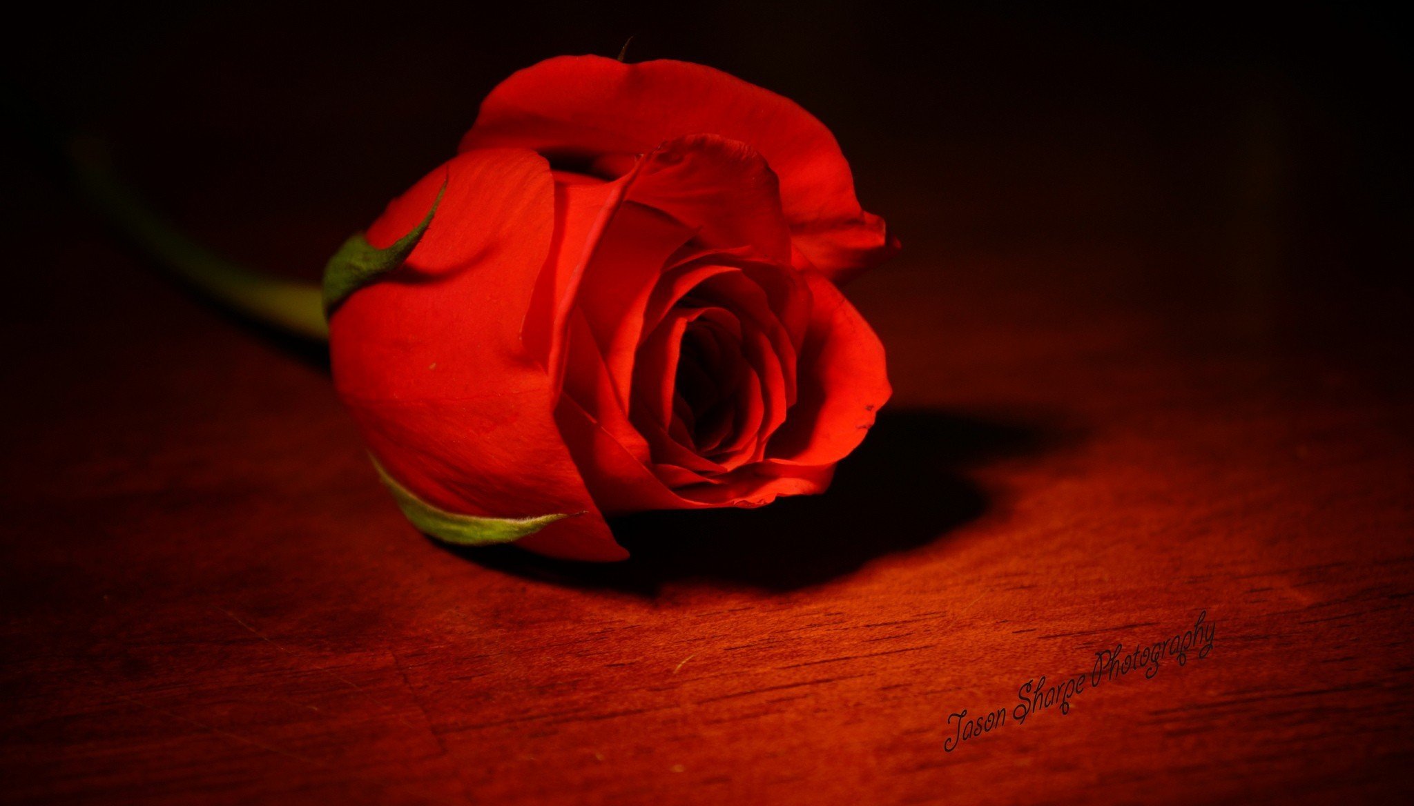 flor solo rosa reina de flores rojo coral color rosa rojo luz sombra