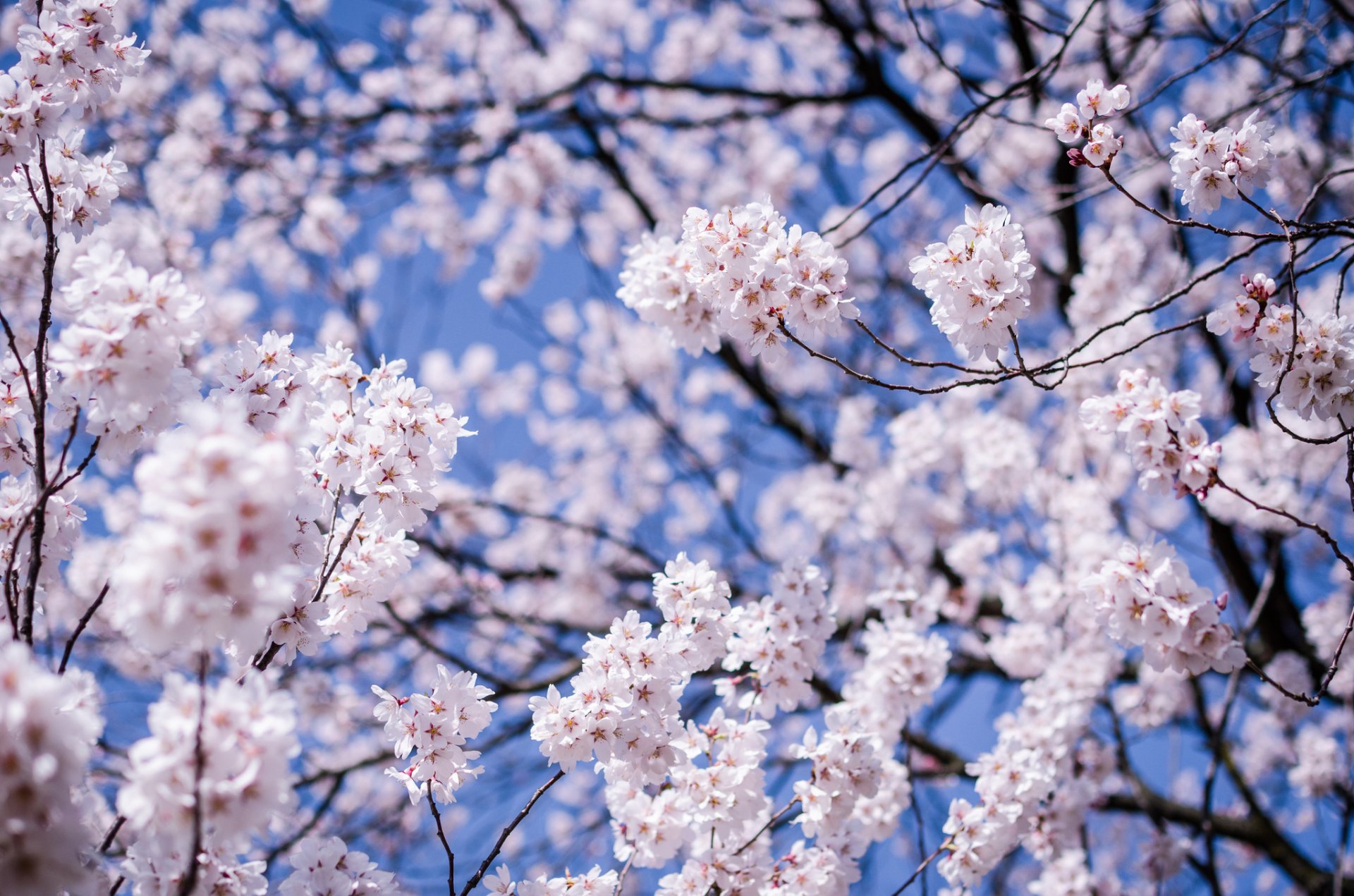 japón matsumoto prefectura de nagano árbol cereza sakura ramas flores floración macro desenfoque azul cielo