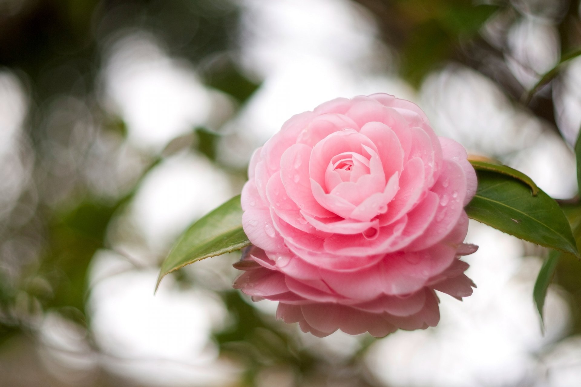 camélia fleur rose pétales feuilles gouttes réflexion