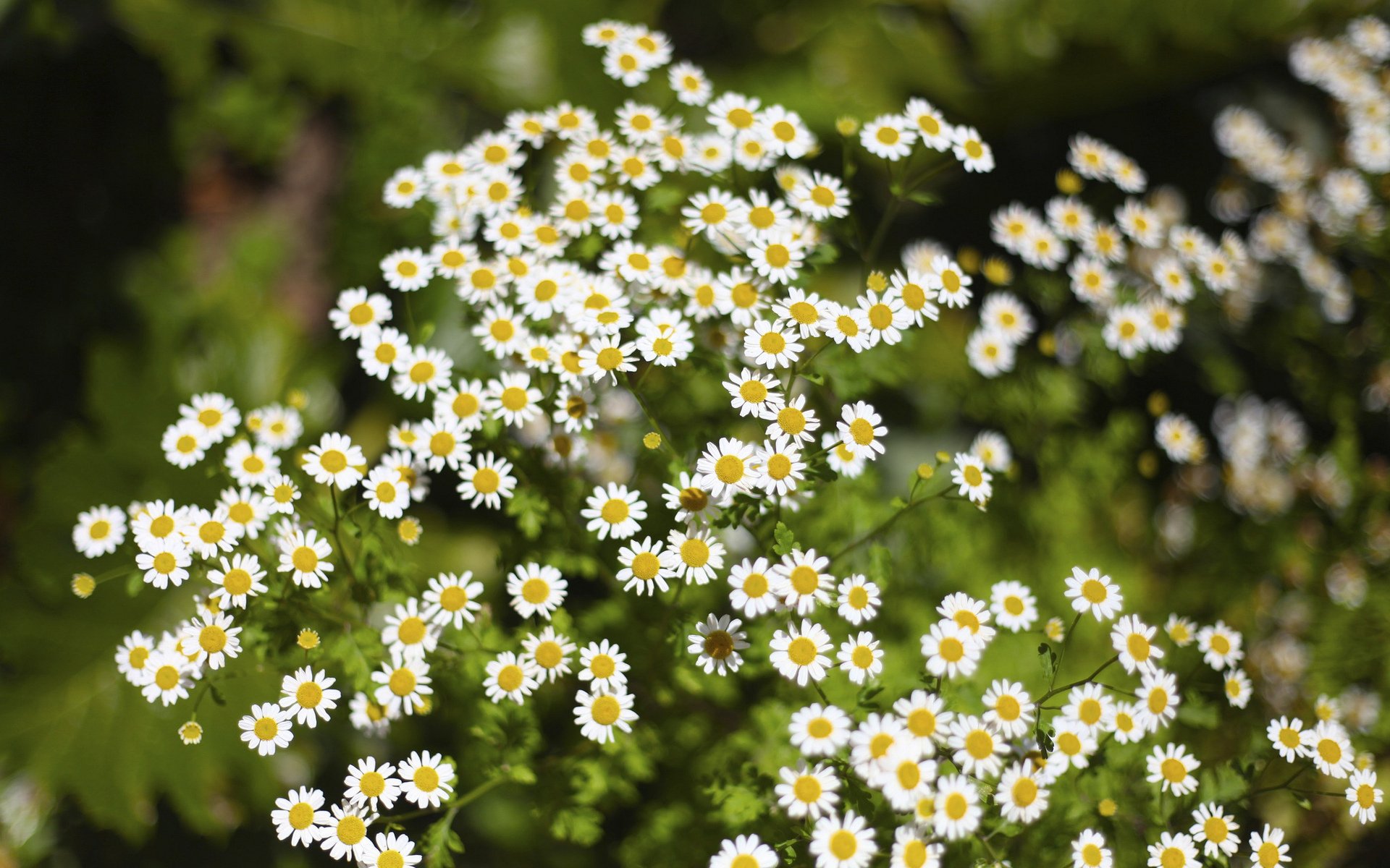 fleurs marguerites herbe verdure flou