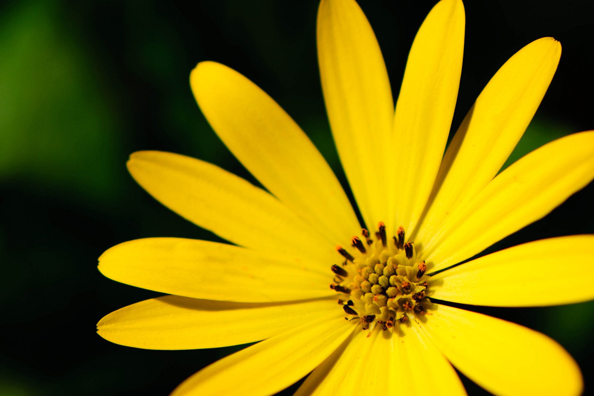 flowers flower petals yellow macro background wallpaper widescreen fullscreen widescreen