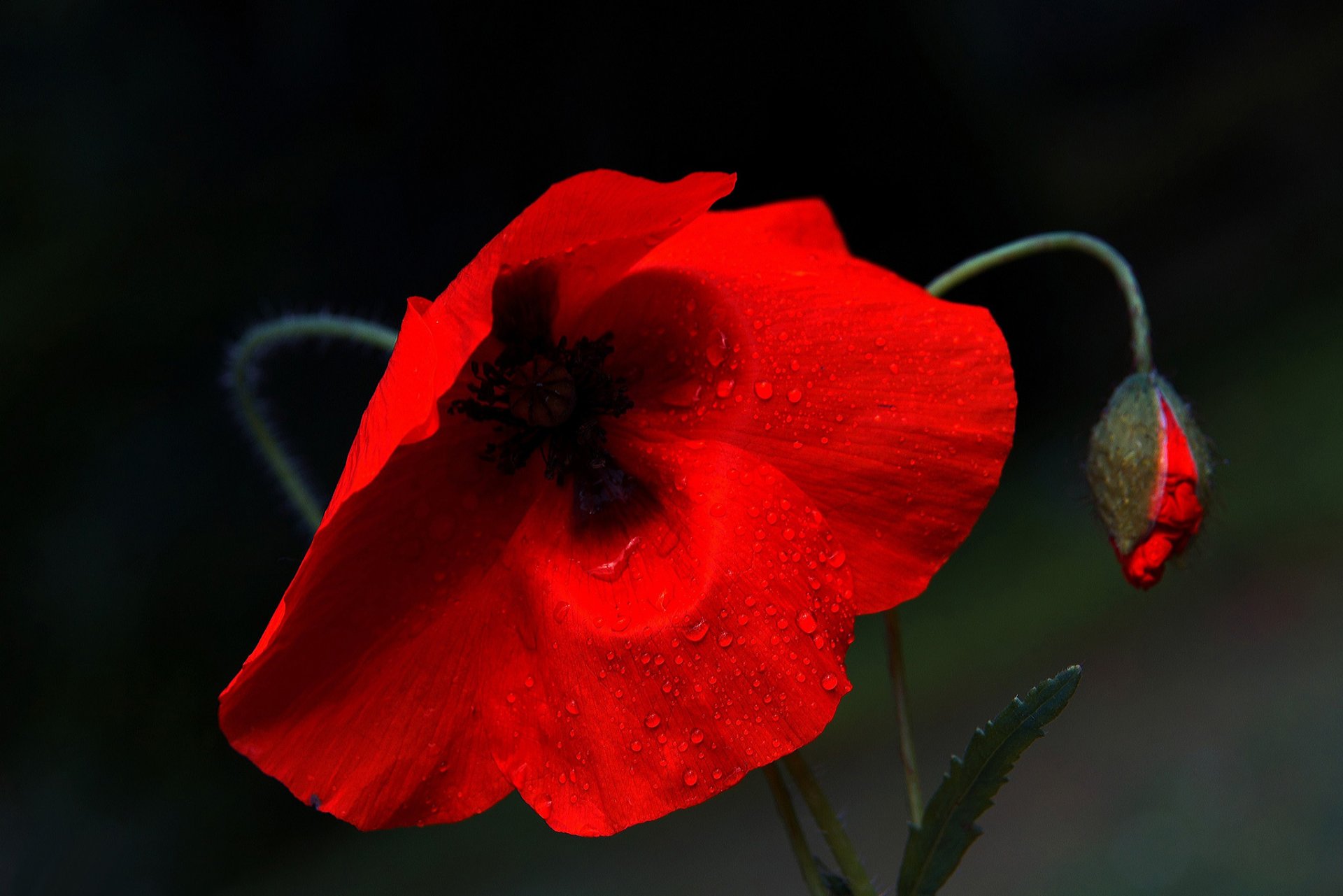 amapola rojo gotas rocío brote fondo