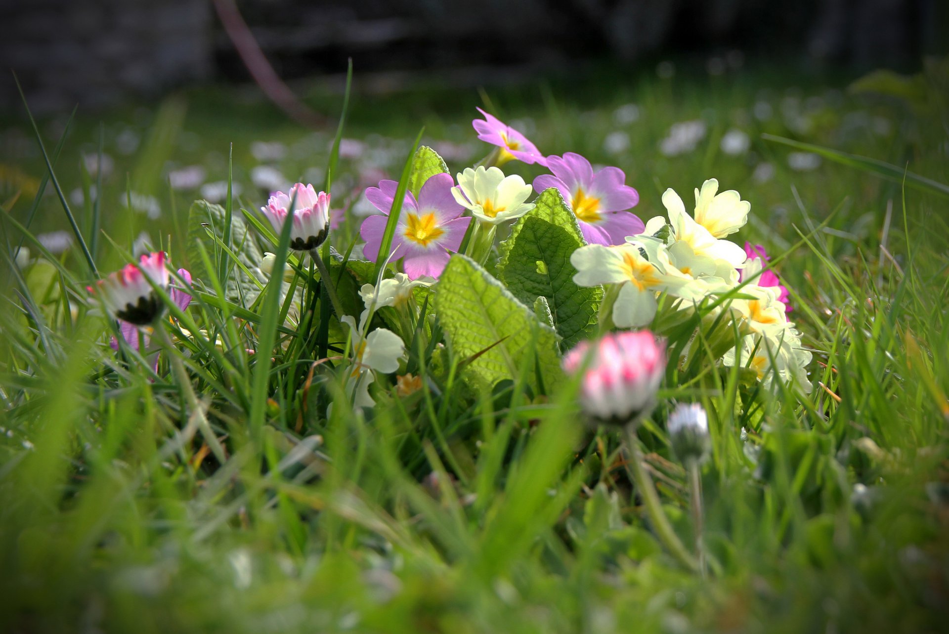 fleurs printemps herbe champ