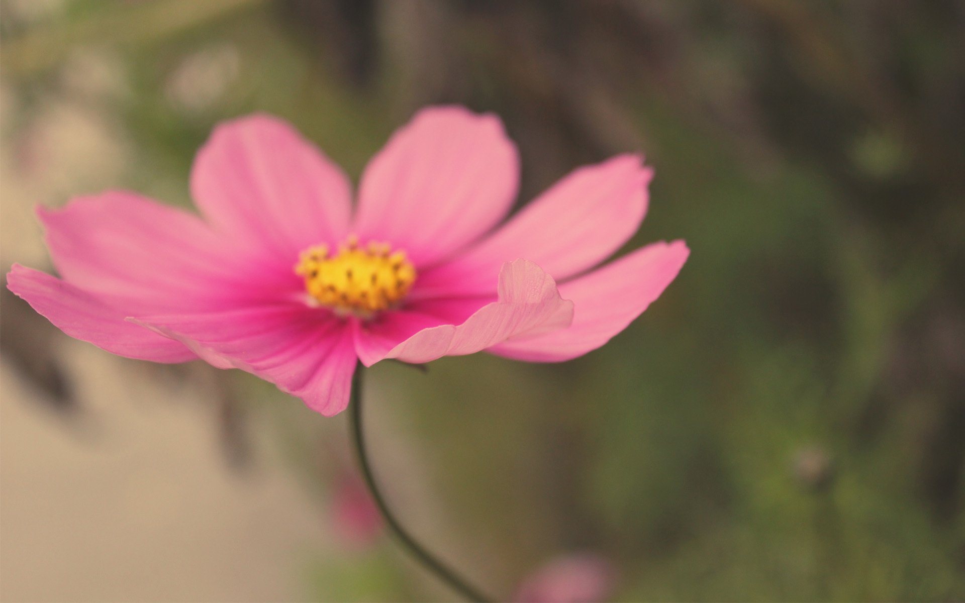 flower kosmeya field pink close up blur