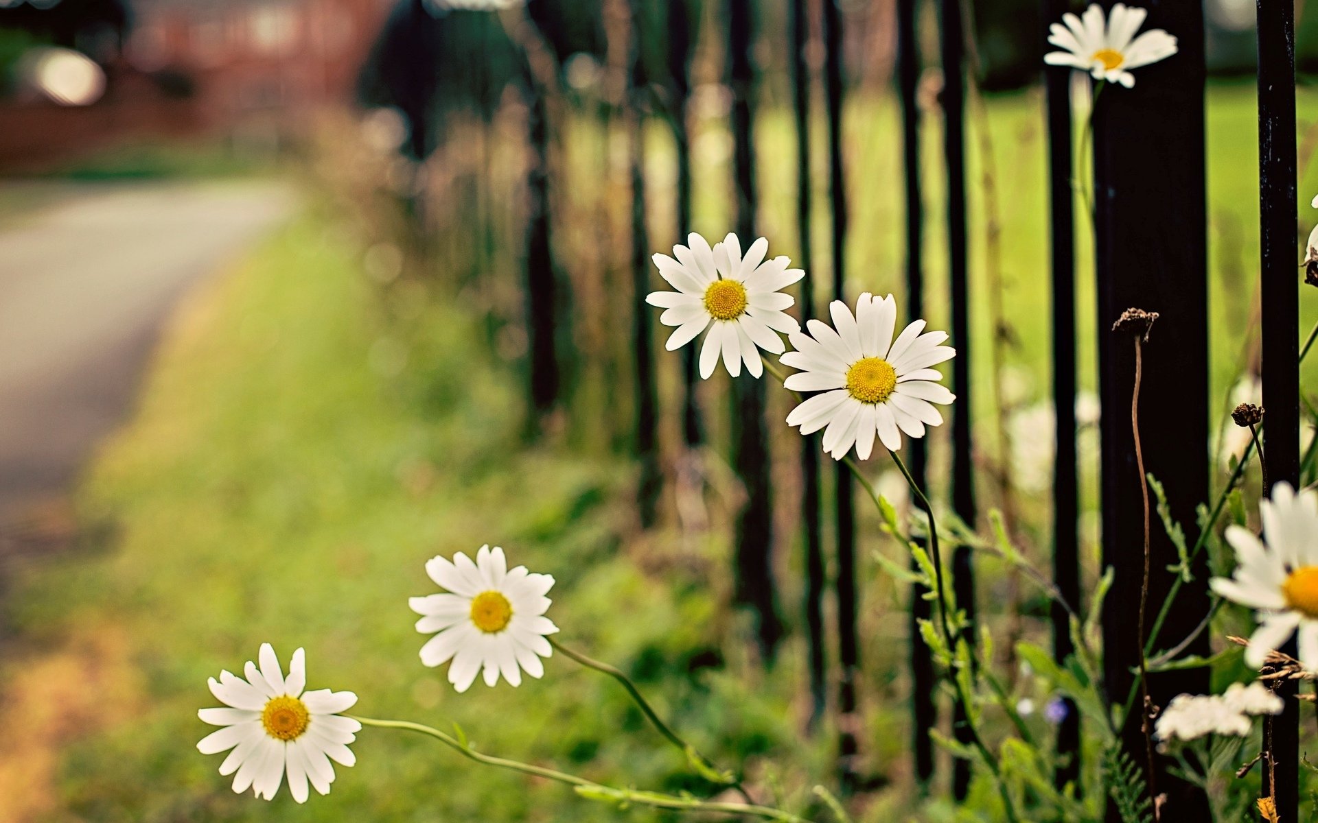 blumen blumen blume blume kamille kamille blätter blätter blätter blätter grün zaun zaun tor unschärfe bokeh hintergrund tapete widescreen vollbild widescreen widescreen