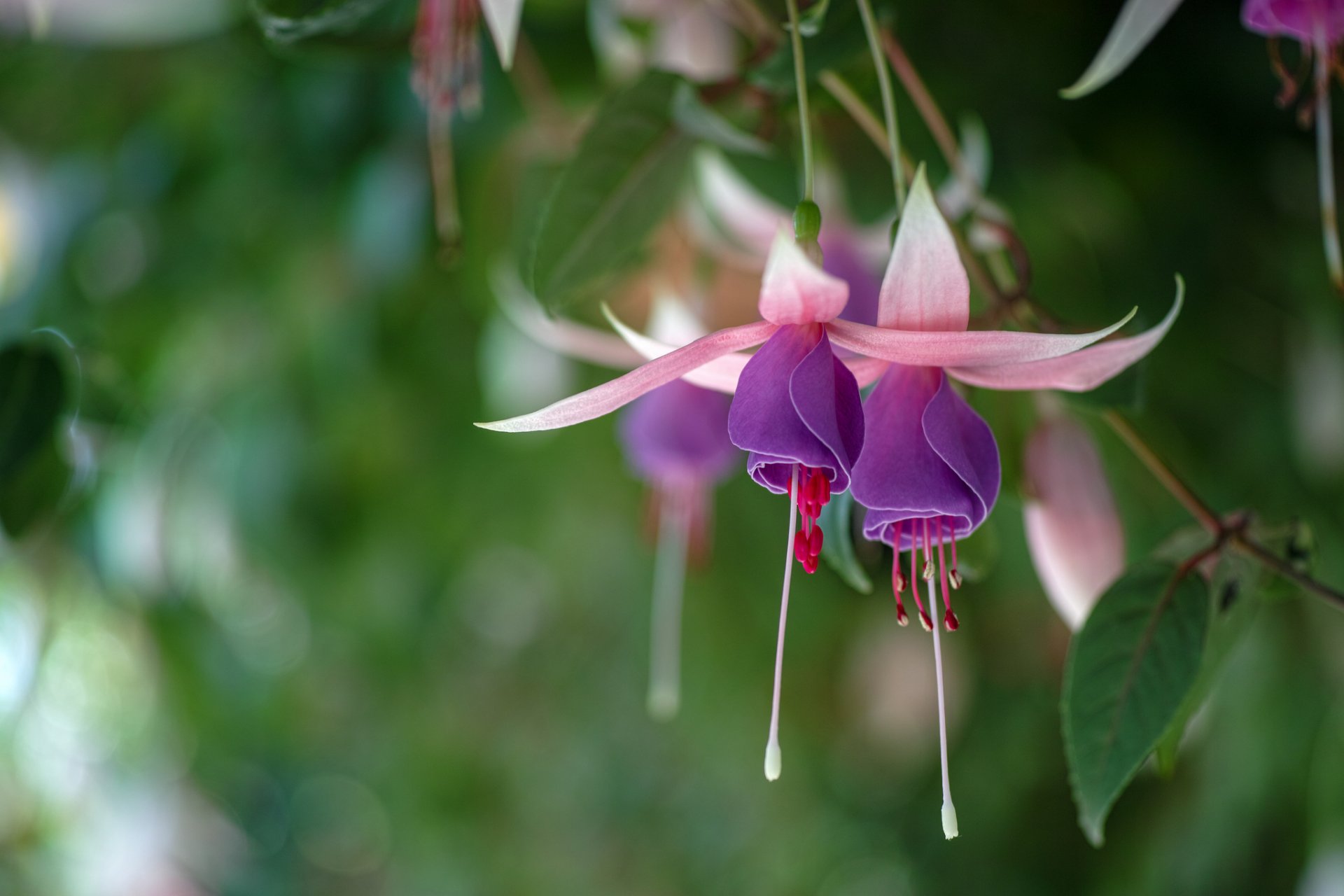 fuchsia rose lilas fond