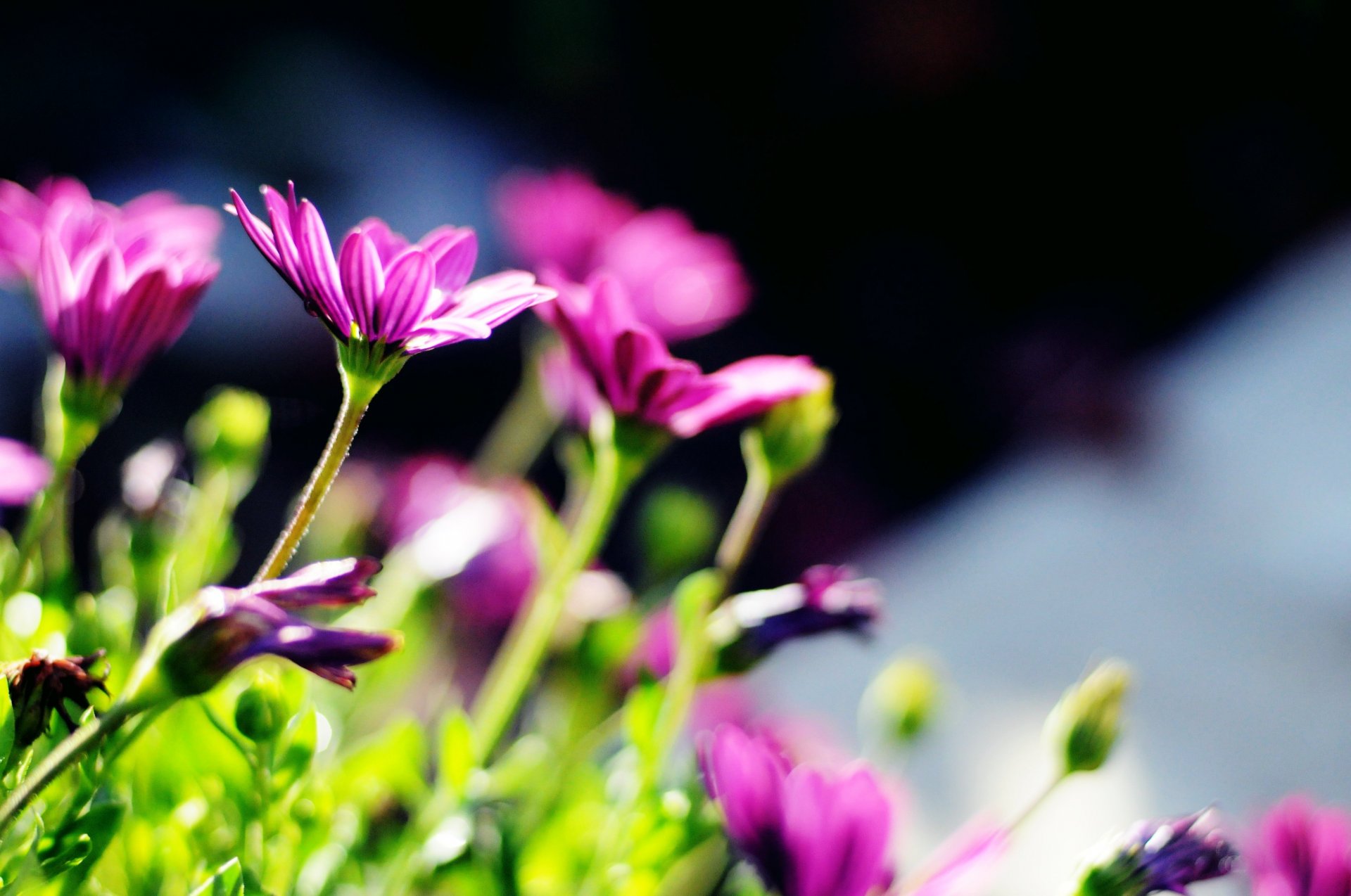 fiori fiori viola steli verde sole sfocatura sfondo carta da parati widescreen schermo intero widescreen widescreen