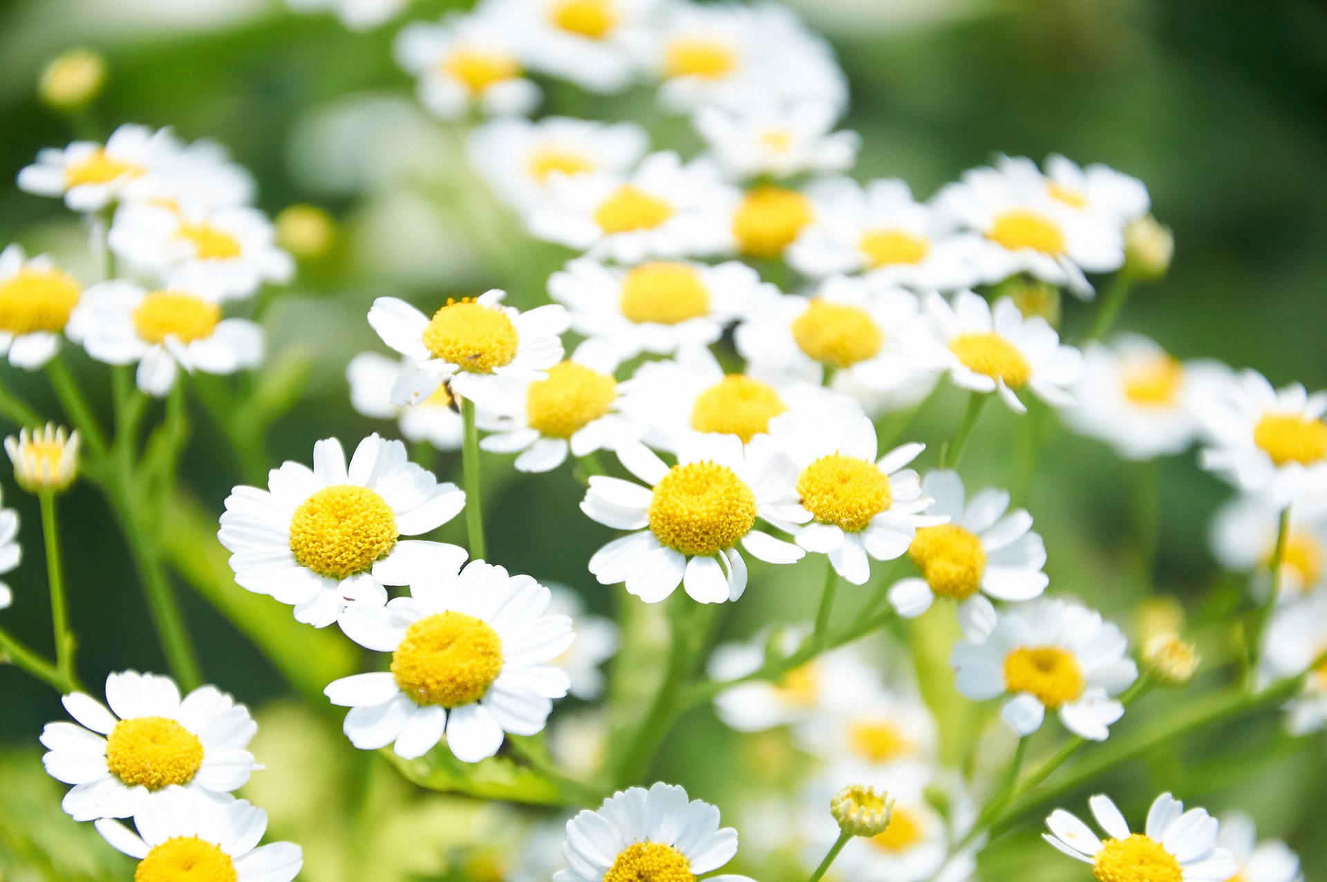 daisies flowers yellow nature