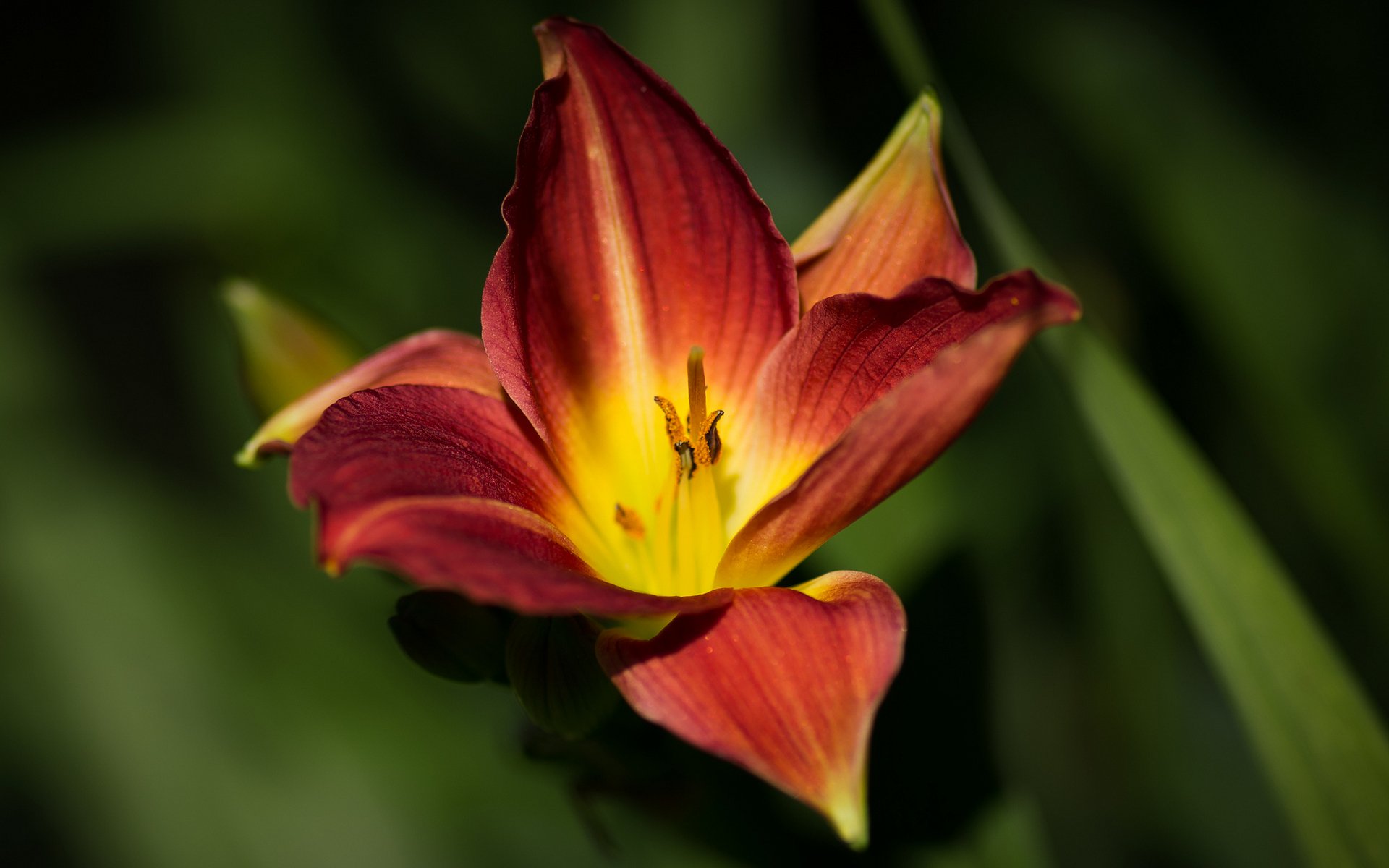 lis gros plan fleurs fleur vert jaune rouge