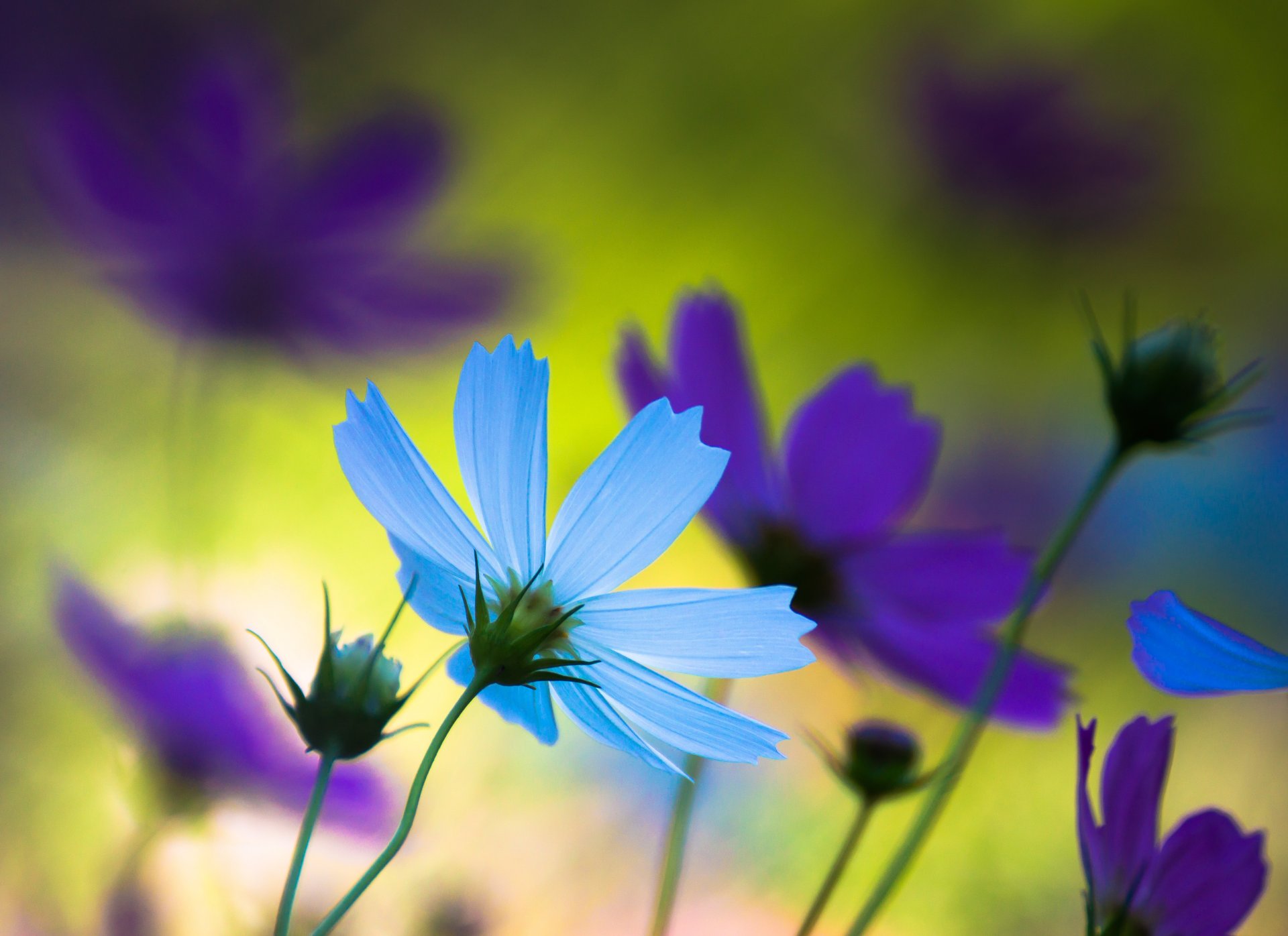 fleurs pétales bleu violet macro humeur été nature japon