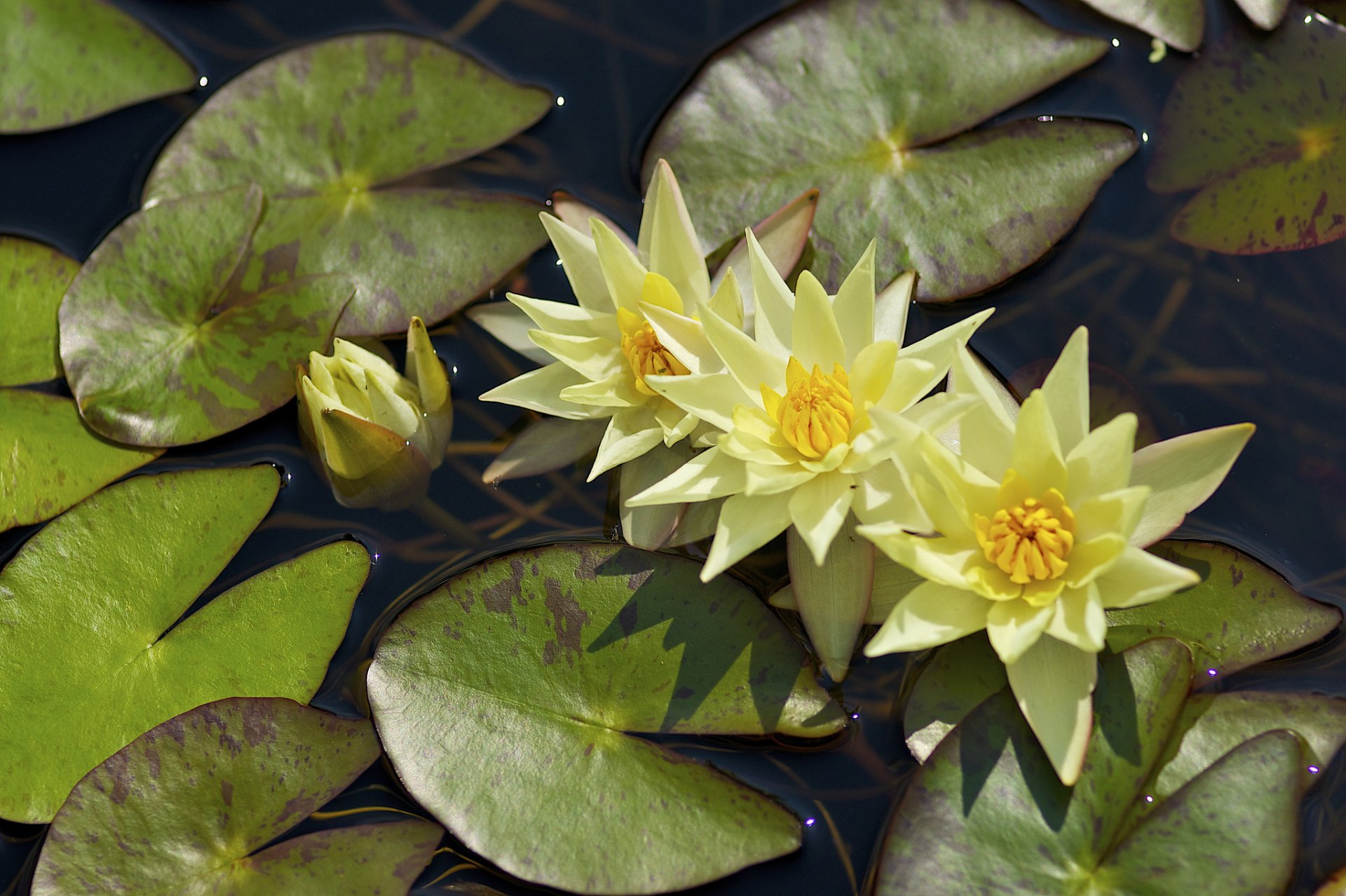 waterlily nymphaeum leaves water