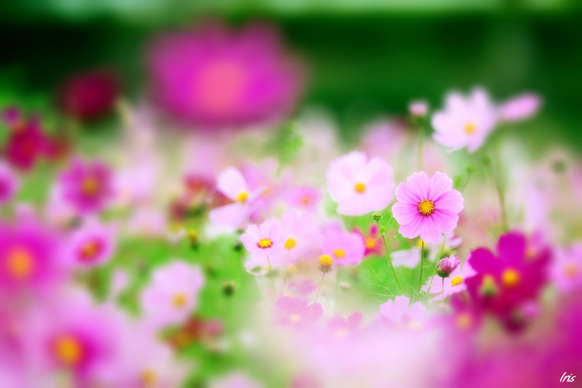 fleurs sauvages cosmea rose mise au point nature