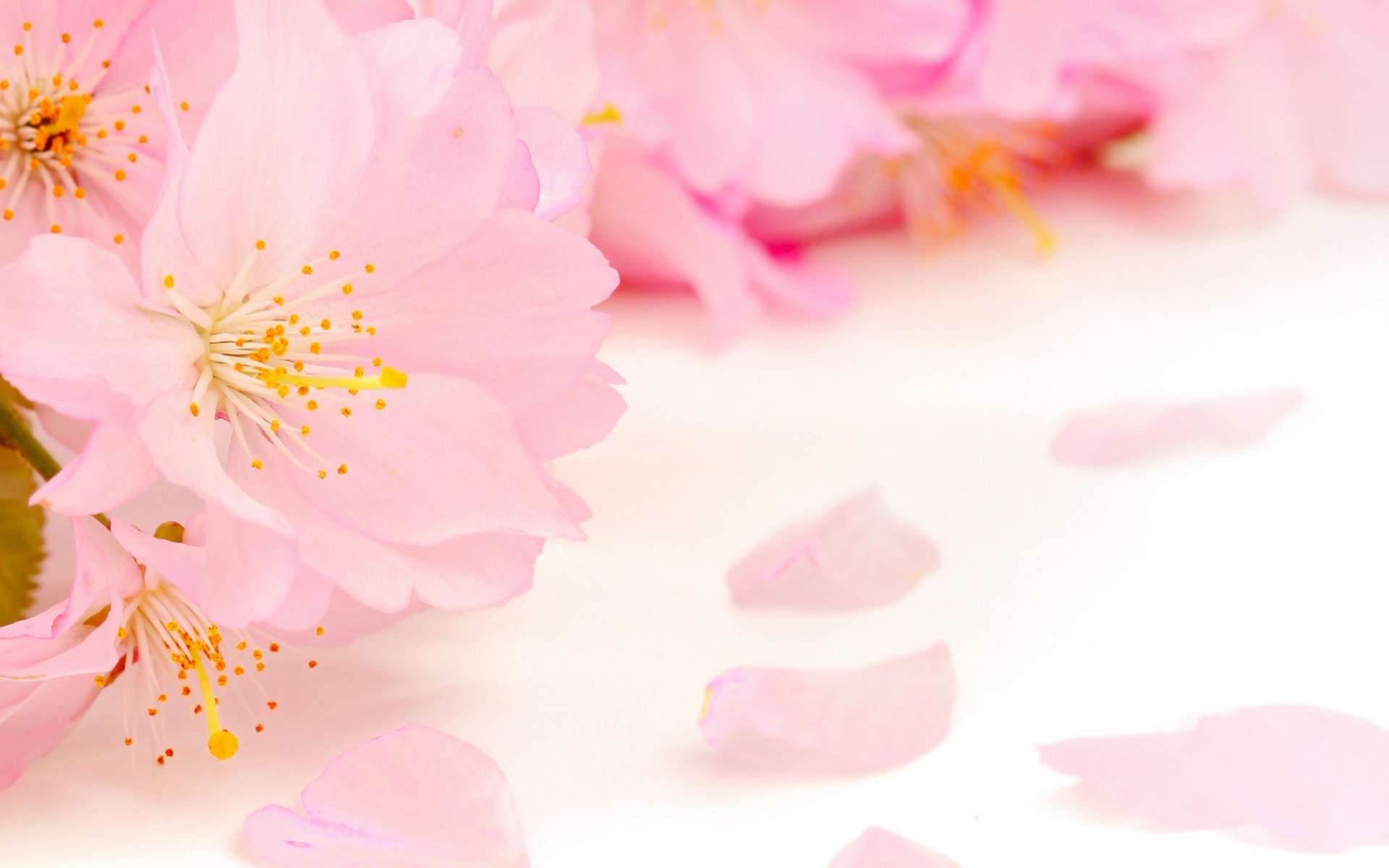 primavera flores manzano concurso rosa pétalos belleza primavera floración delicado rosa brotes estambres pistilos borroso