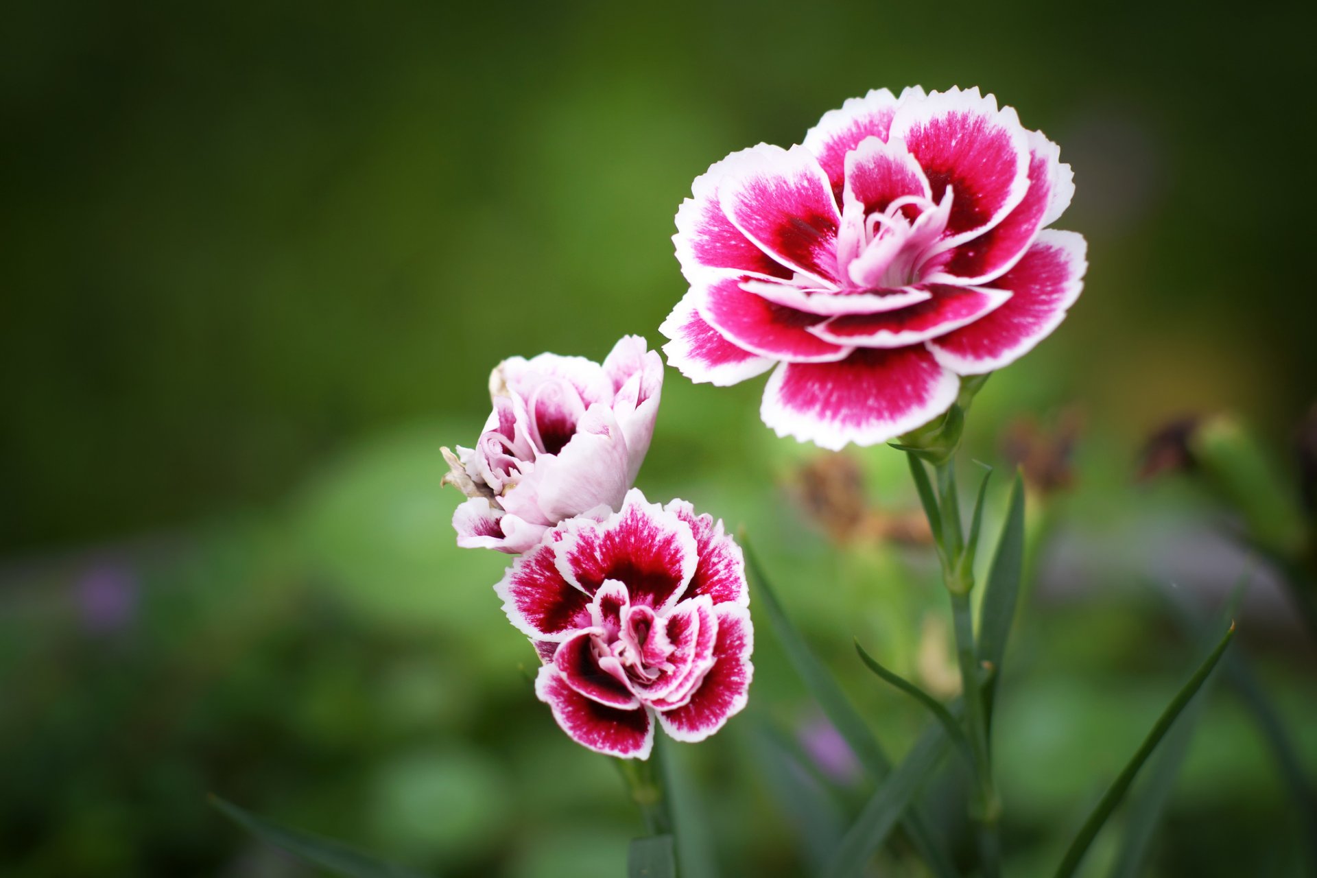 flower white pink petals close up focu