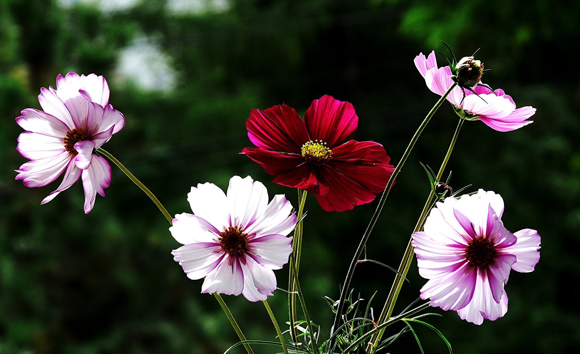 kwiaty biało-różowy czerwony cosmea tło