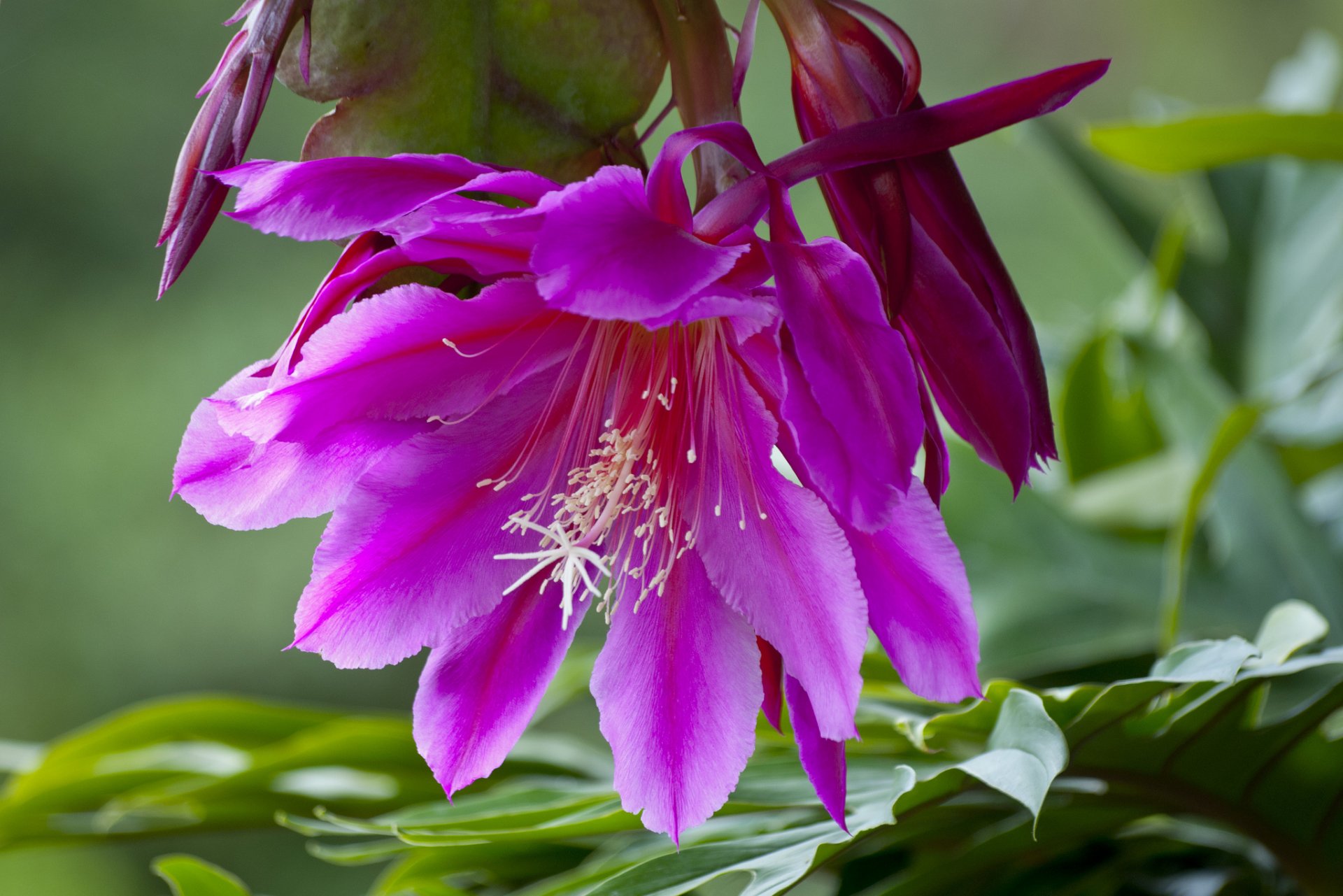 orquídea cactus epiphyllum macro cactus