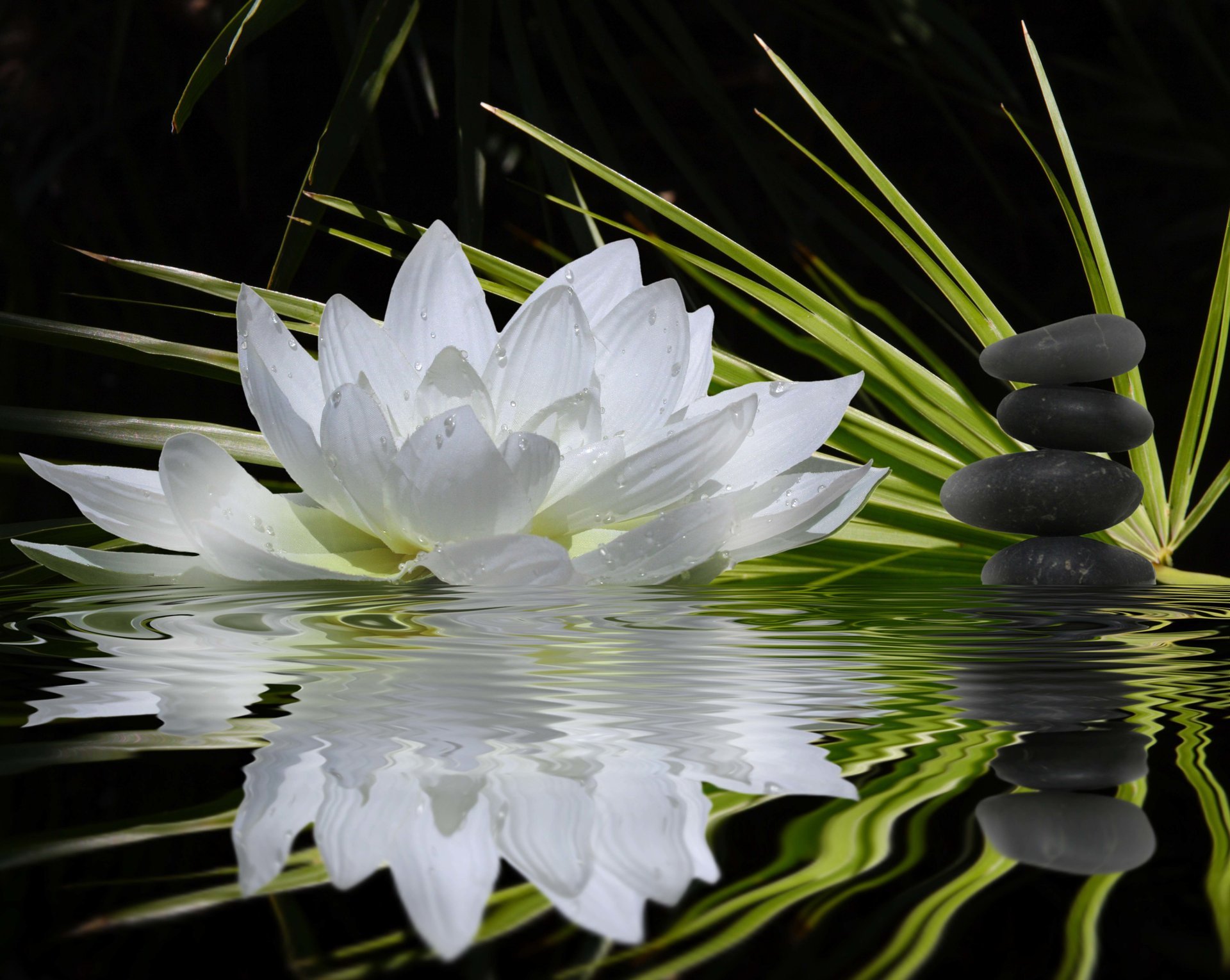 fleur lotus nénuphar blanc vert tiges pierres noir plat harmonie équilibre eau réflexion bokeh