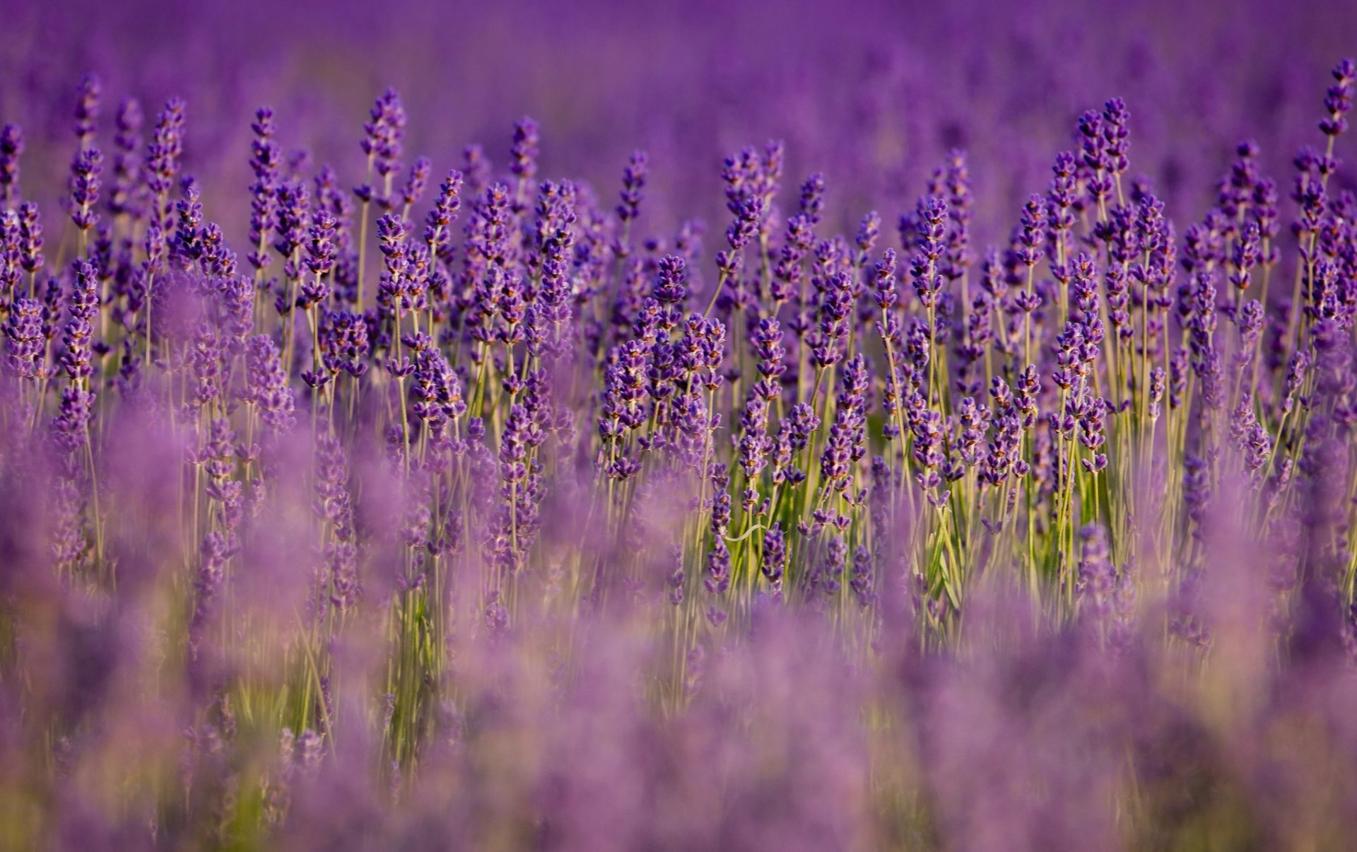 lavanda flores lila púrpura campo naturaleza desenfoque