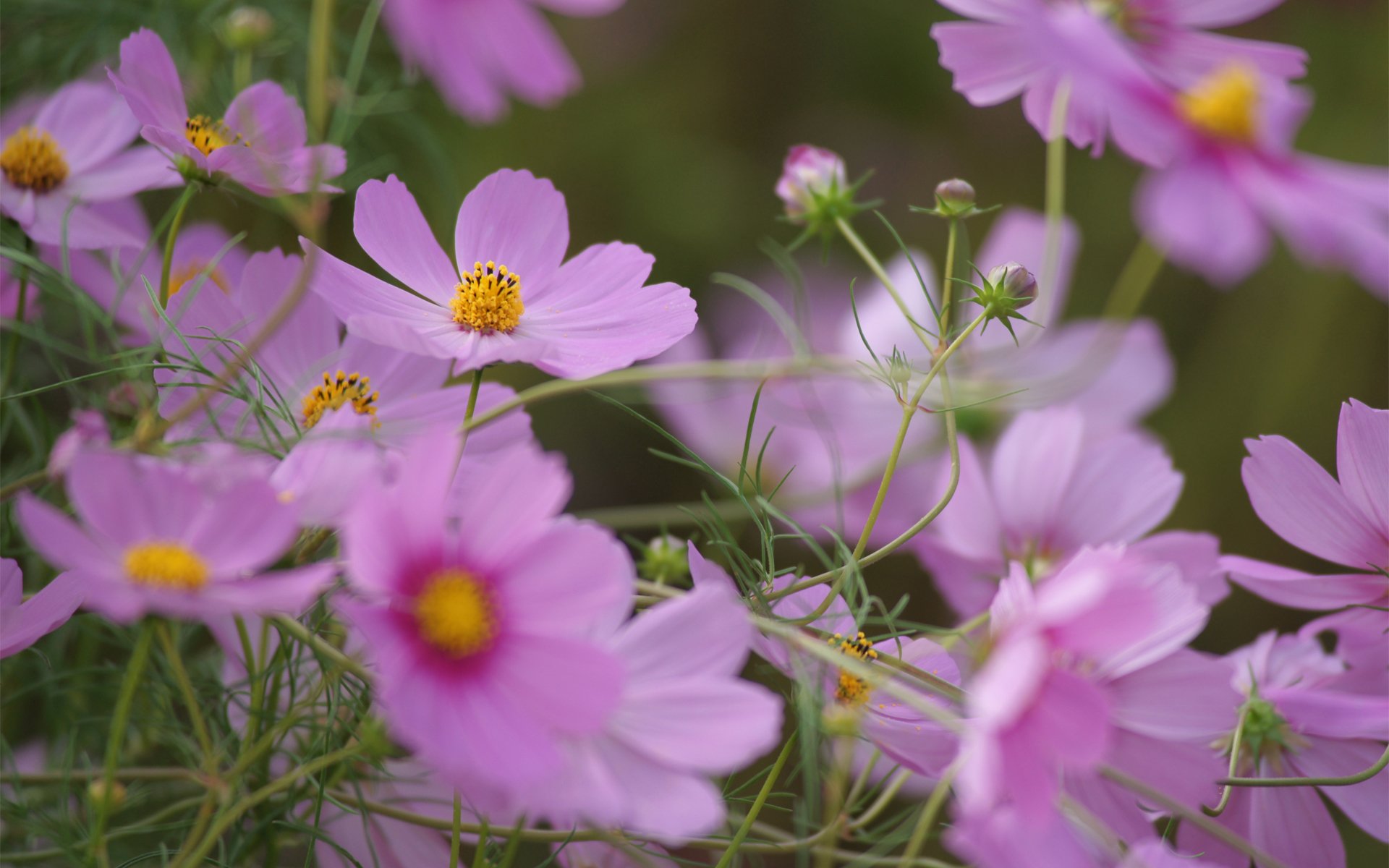 cosmea fleurs sauvages été rose