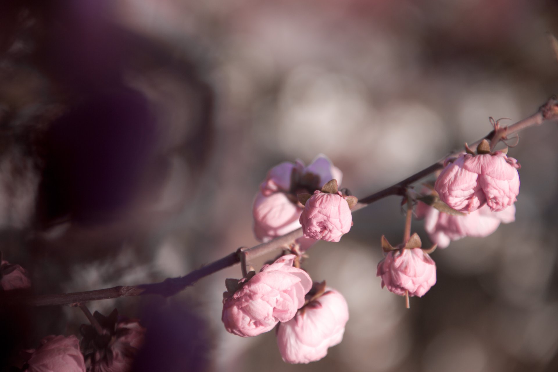 pink roses tender flower spring