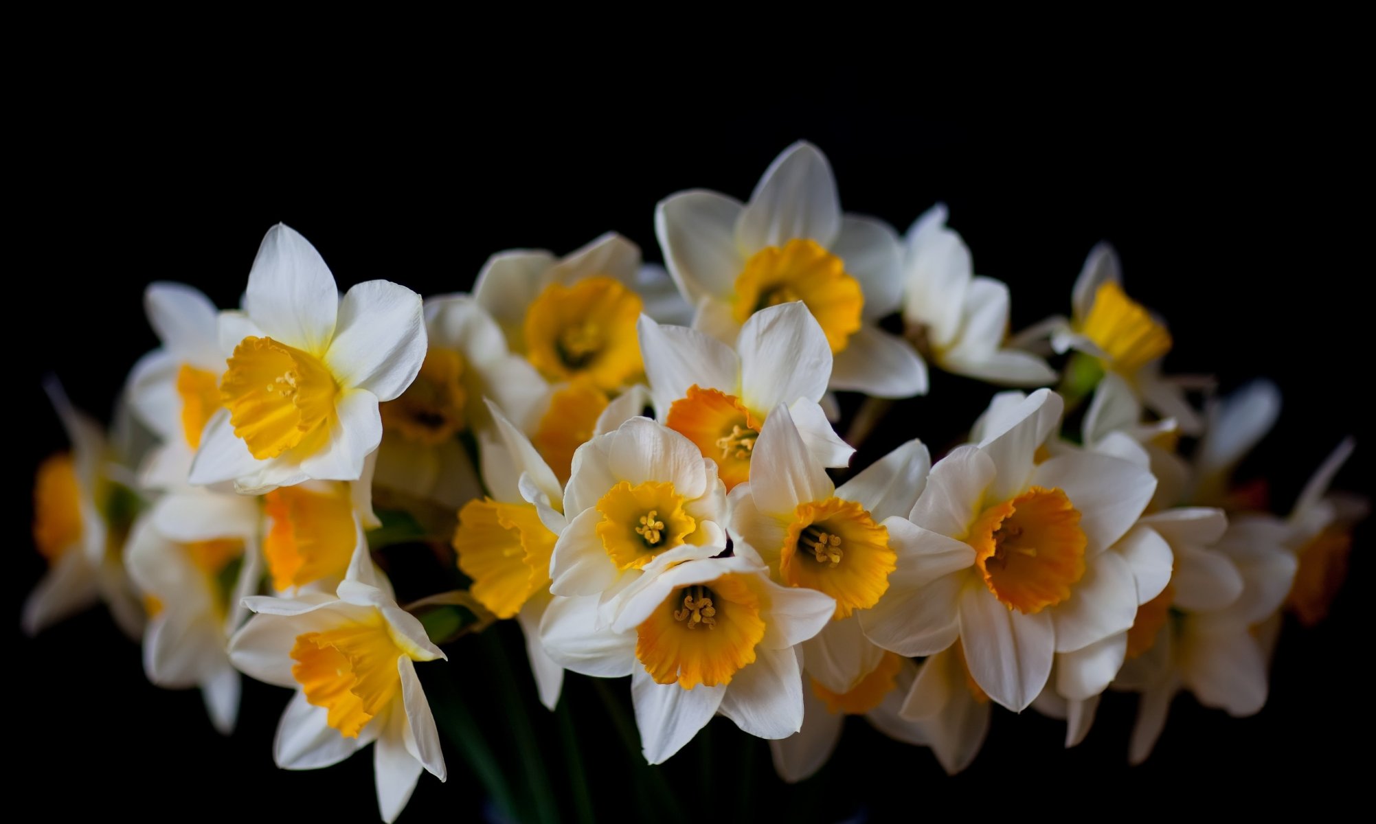 jonquilles noir fond fleurs