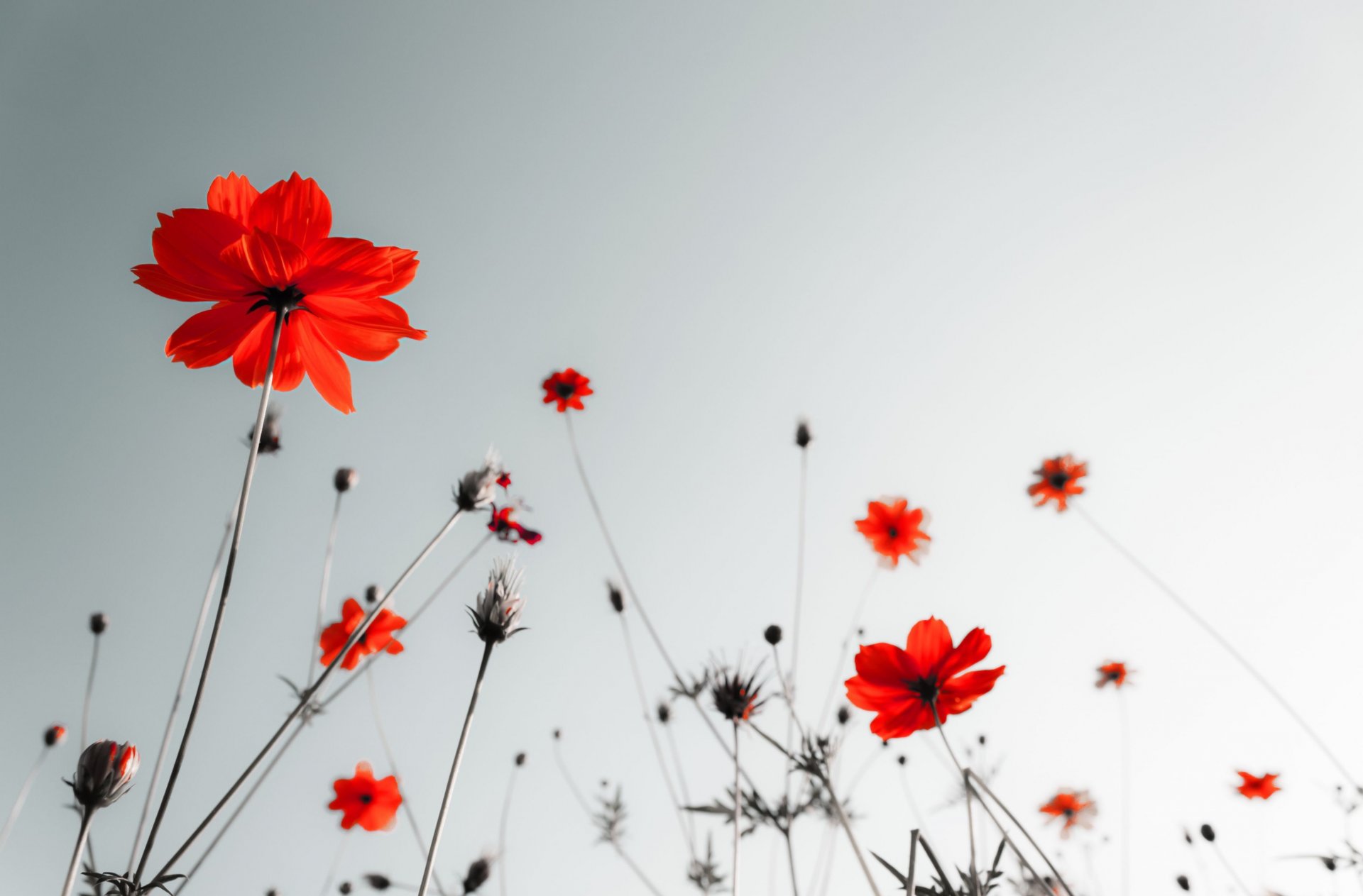 blumen blümchen rot schwarz weiß hintergrund tapete widescreen vollbild widescreen widescreen