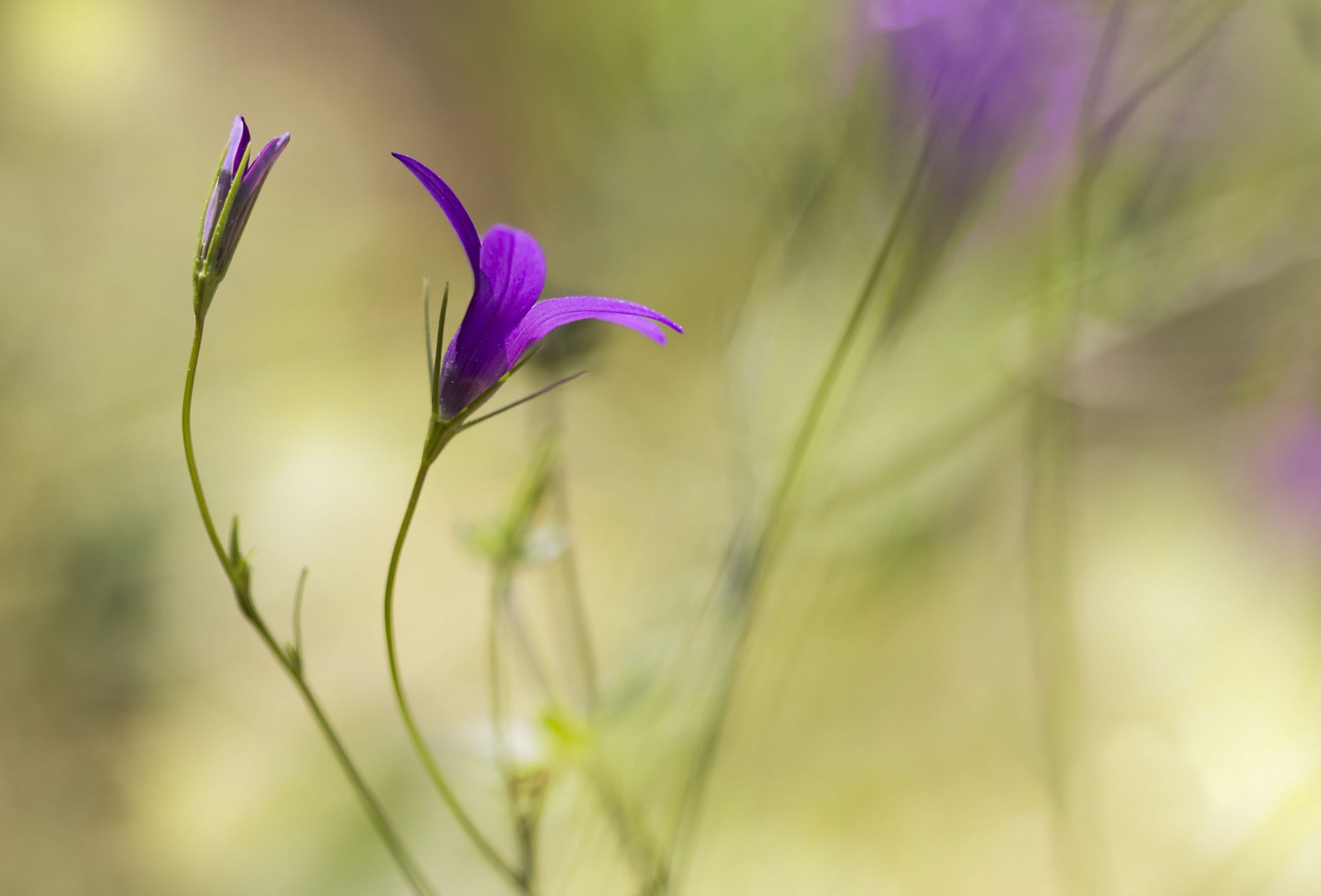 flower purple bud background blur