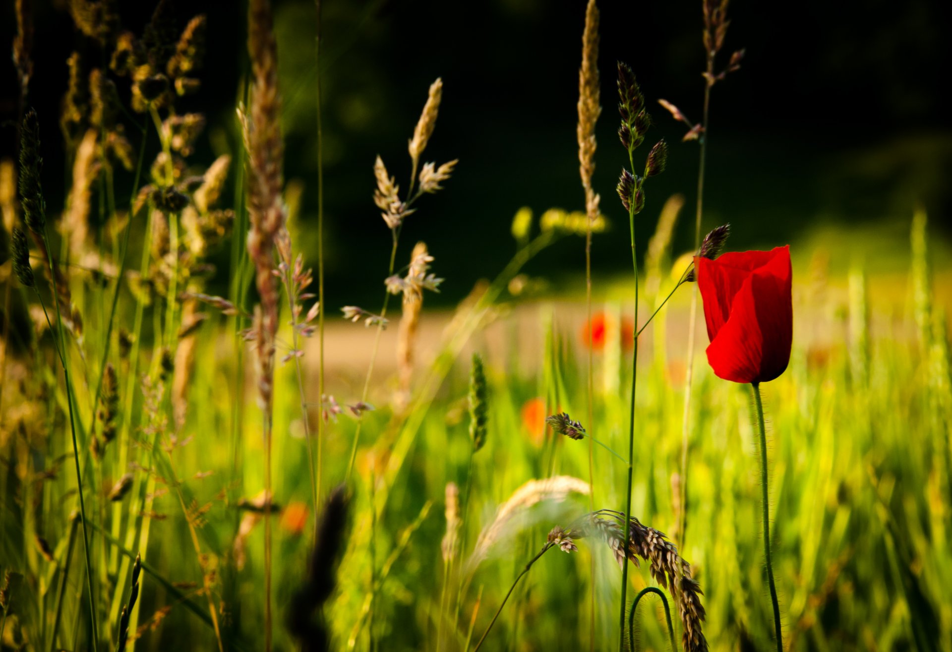 nature printemps fleur rouges