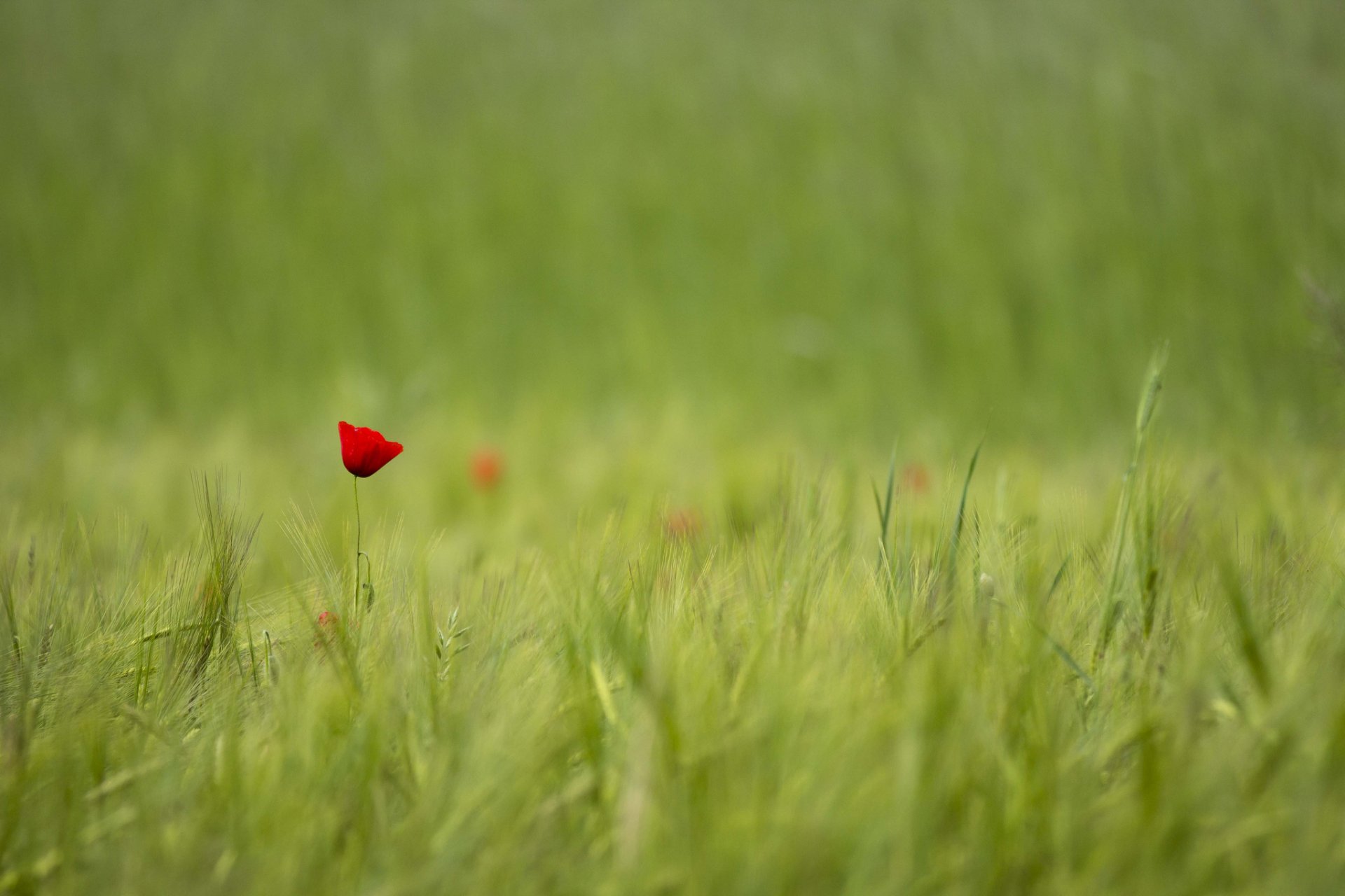 flower red poppy one the field blur