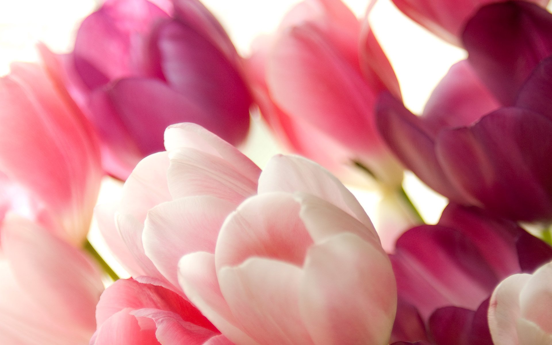 tulips flower sweet pink