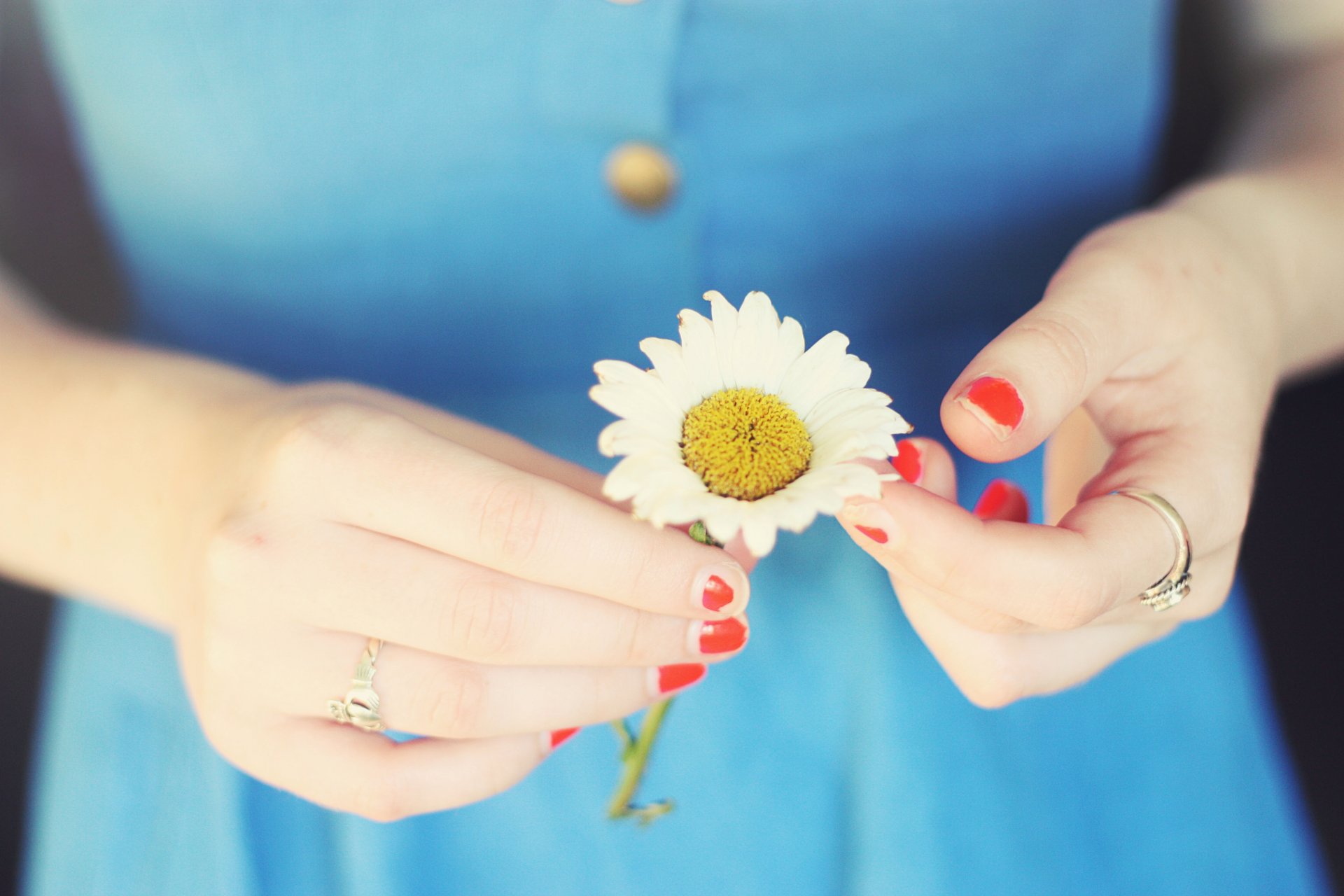 flowers flower daisy girl hands background wallpaper