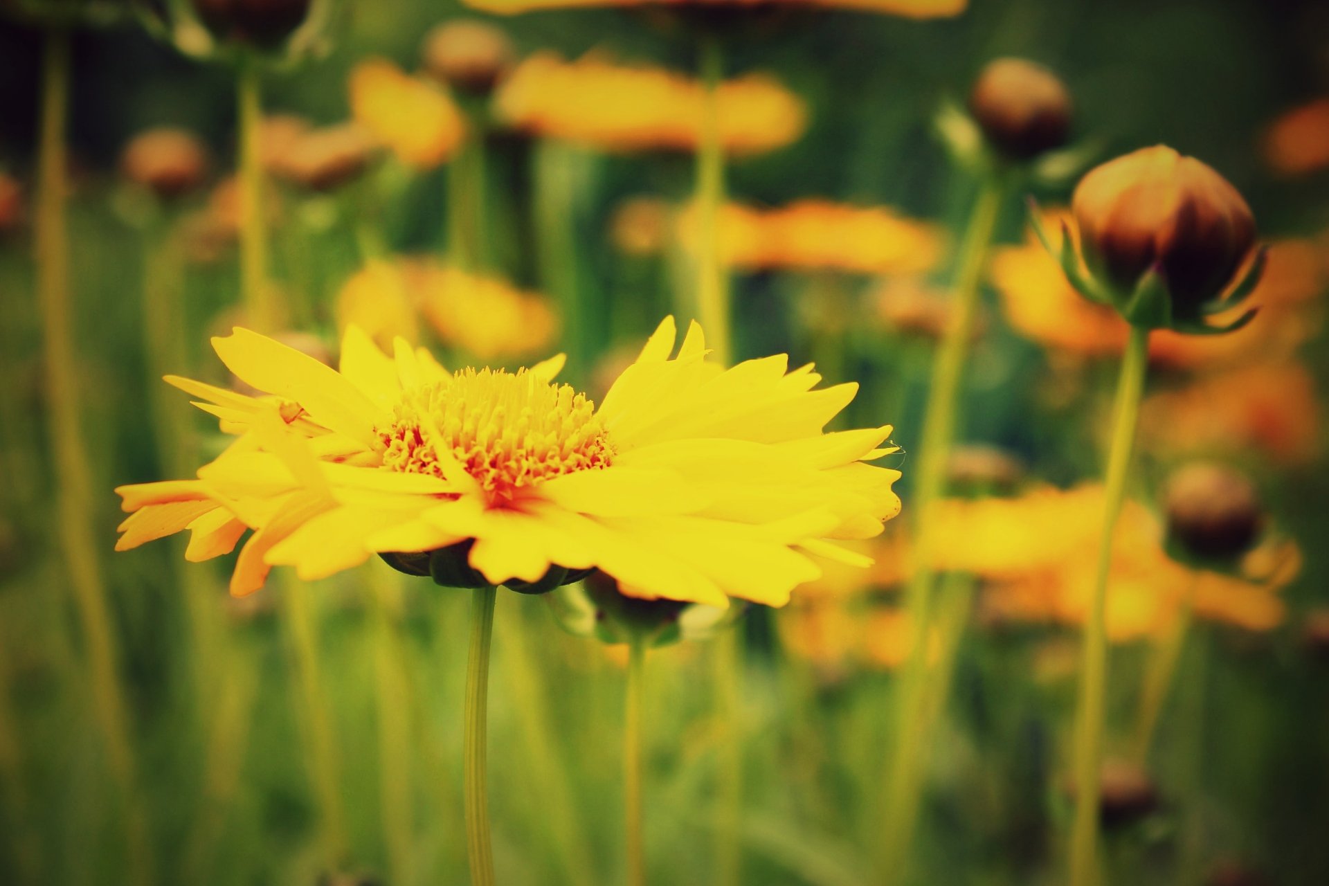 blumen blümchen blümchen gelb makro feld. pflanze grün unschärfe hintergrund tapete widescreen vollbild widescreen widescreen