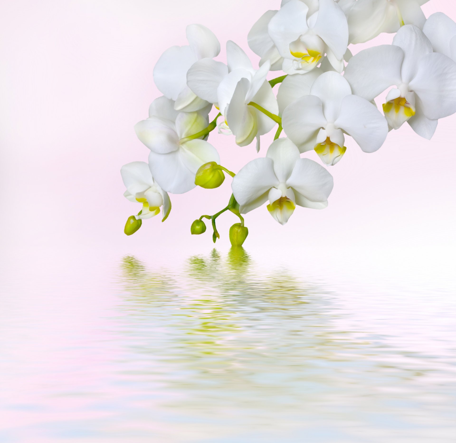 orquídea blanco pétalos rama masgo belleza flores ternura orquídeas phalaenopsis blanco macro