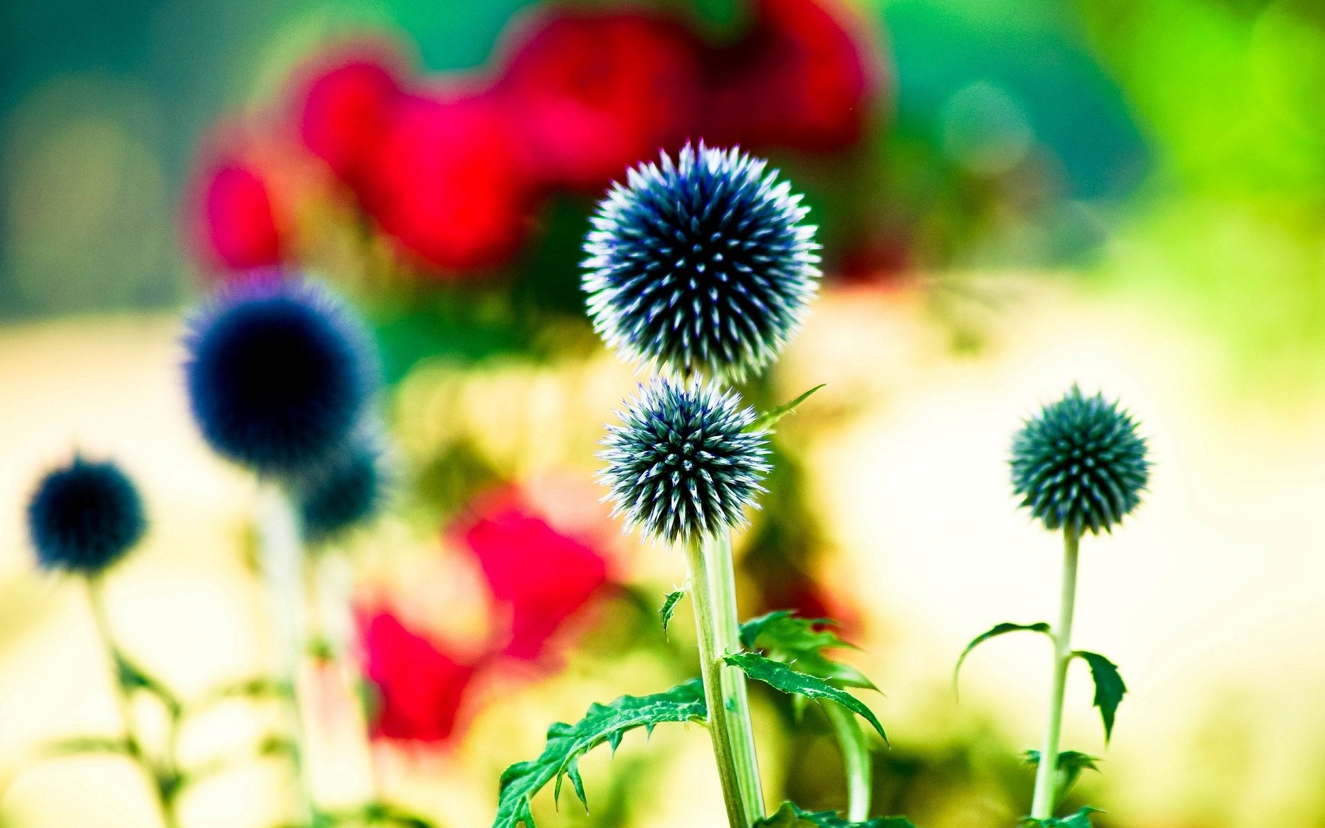 blumen blümchen hell blätter unschärfe bokeh hintergrund tapete widescreen vollbild widescreen widescreen