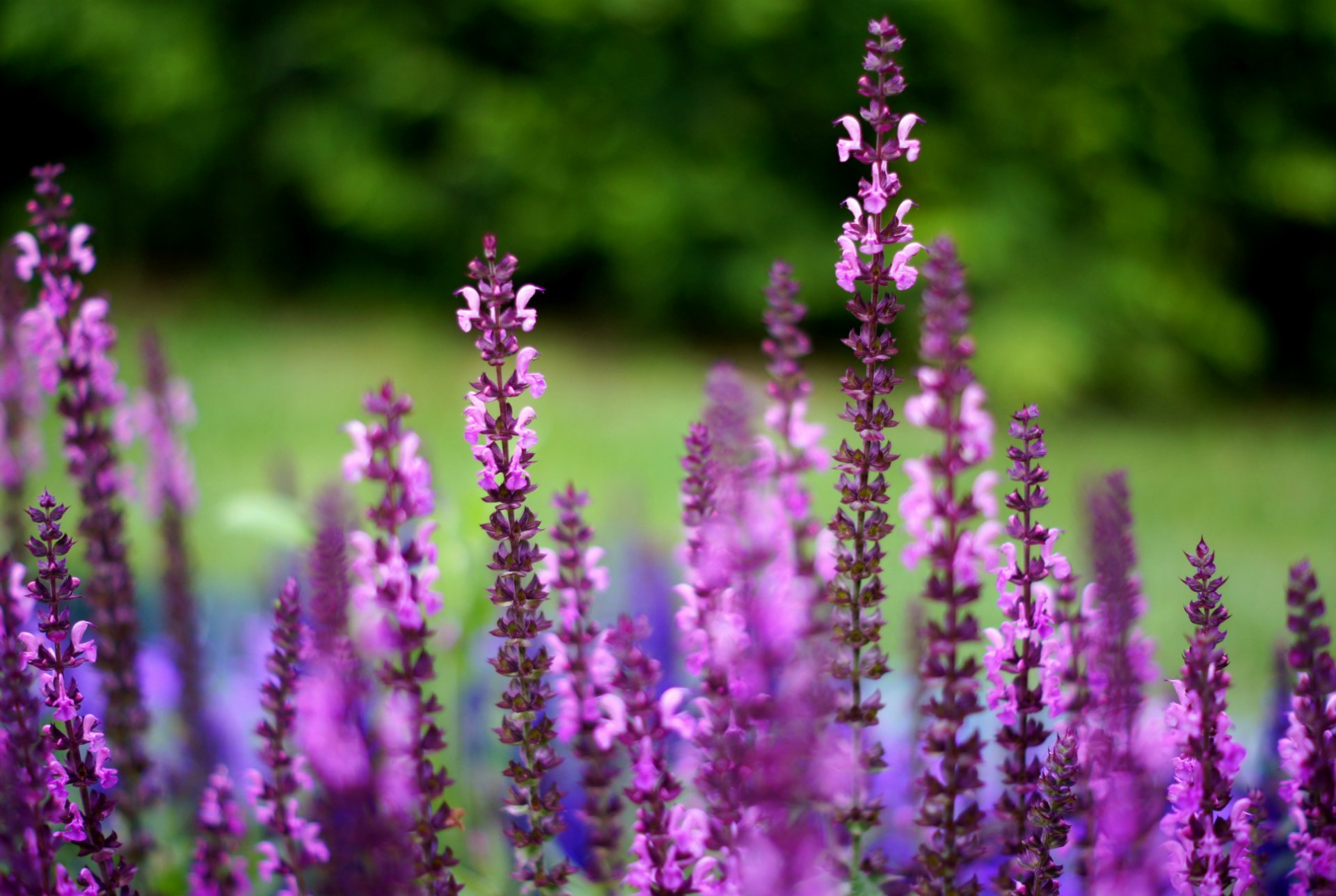 salvia lilla viola fiori macro sfocatura