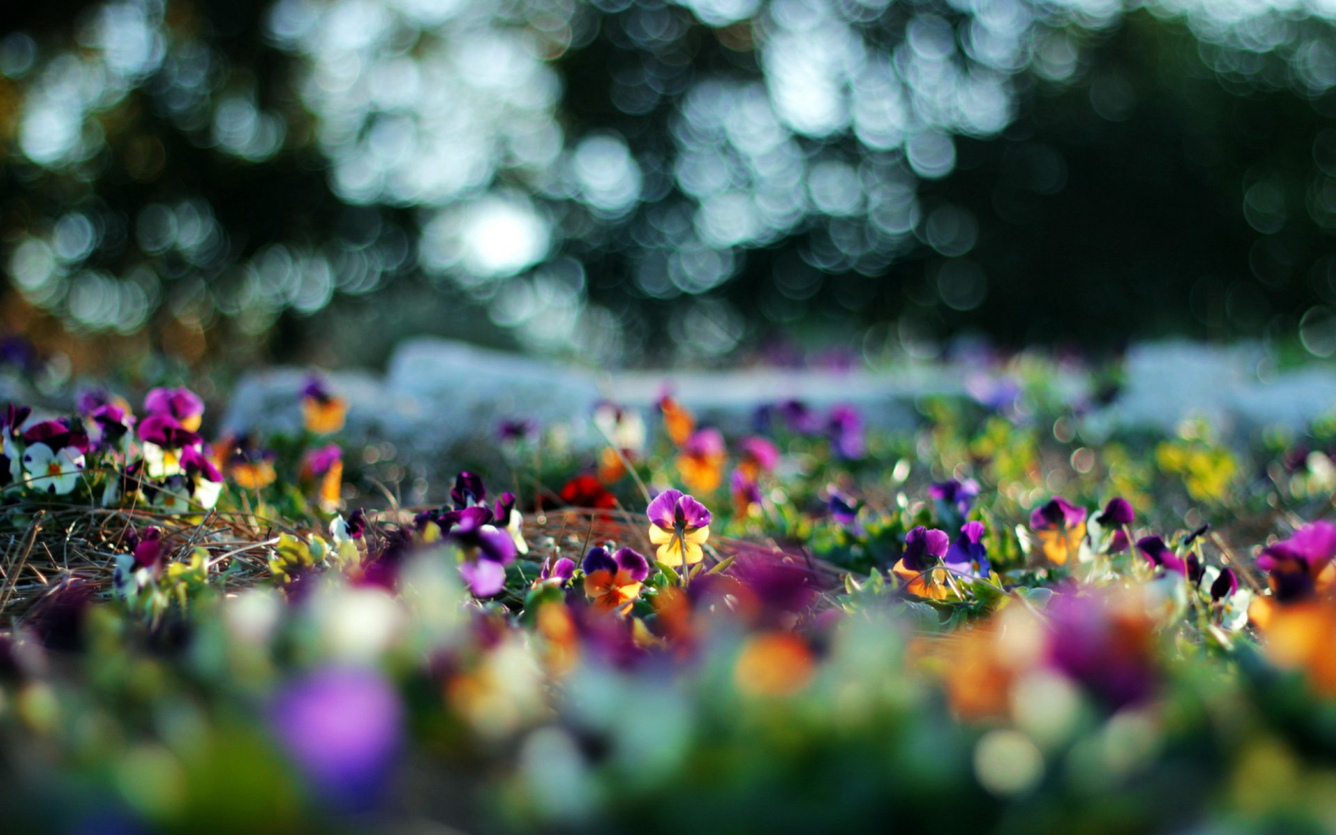 blumen natur sommer hintergrund