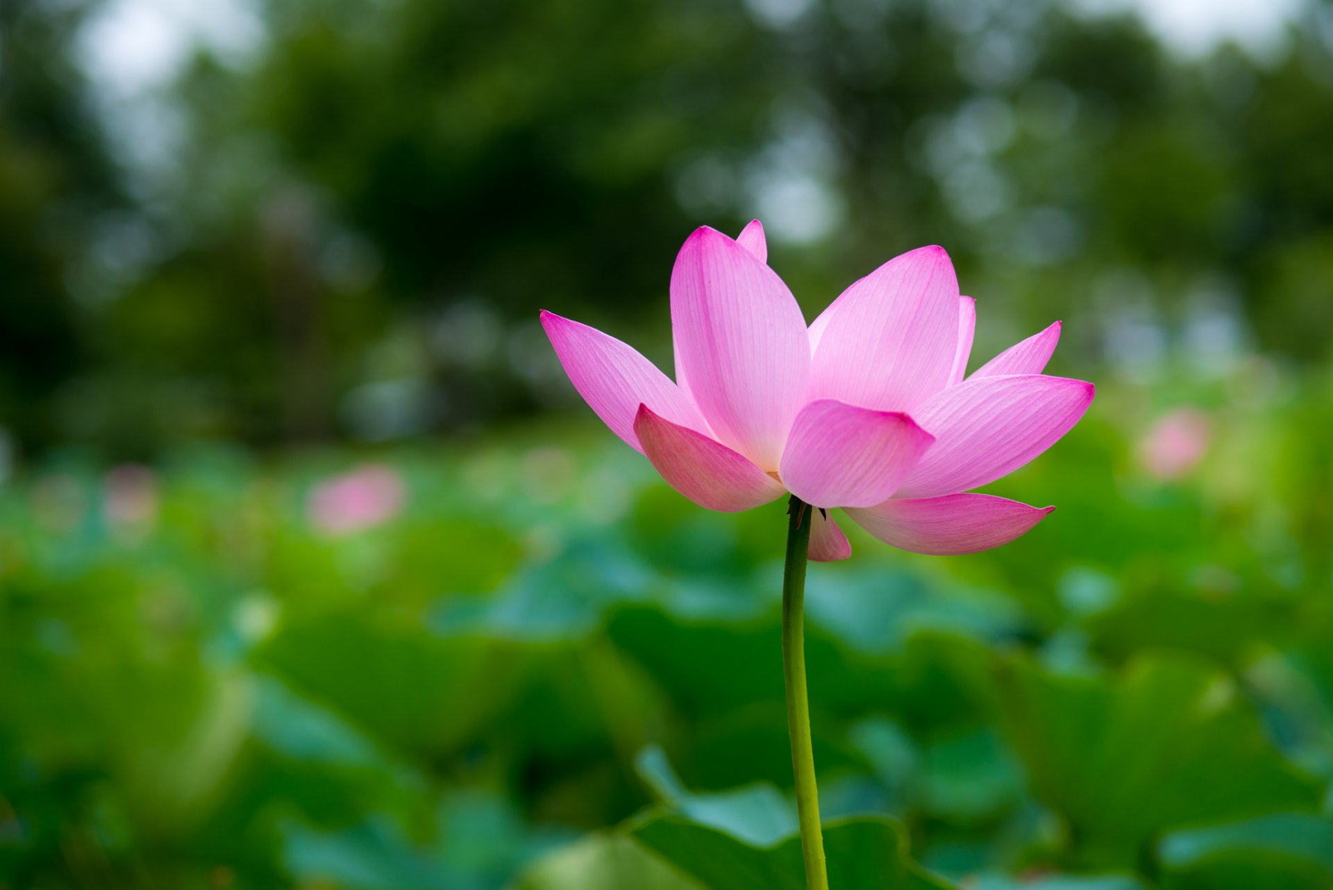 lotus pink flower petals close up focu