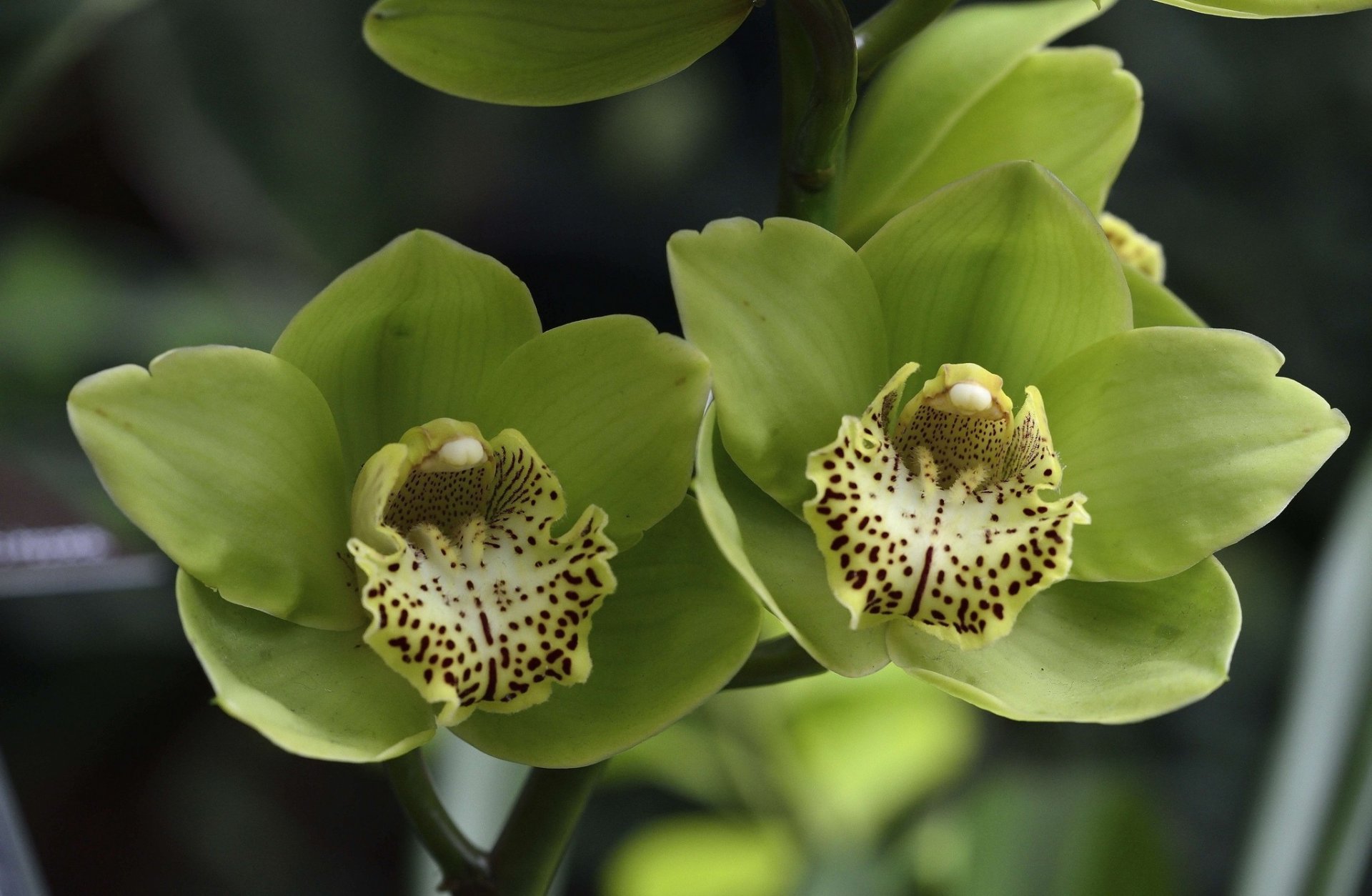 orchidées fleurs vert pétales