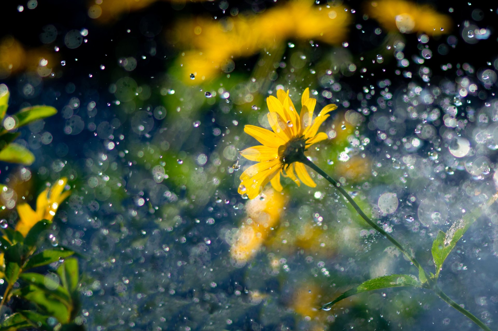 blume gelb tropfen regen blendung