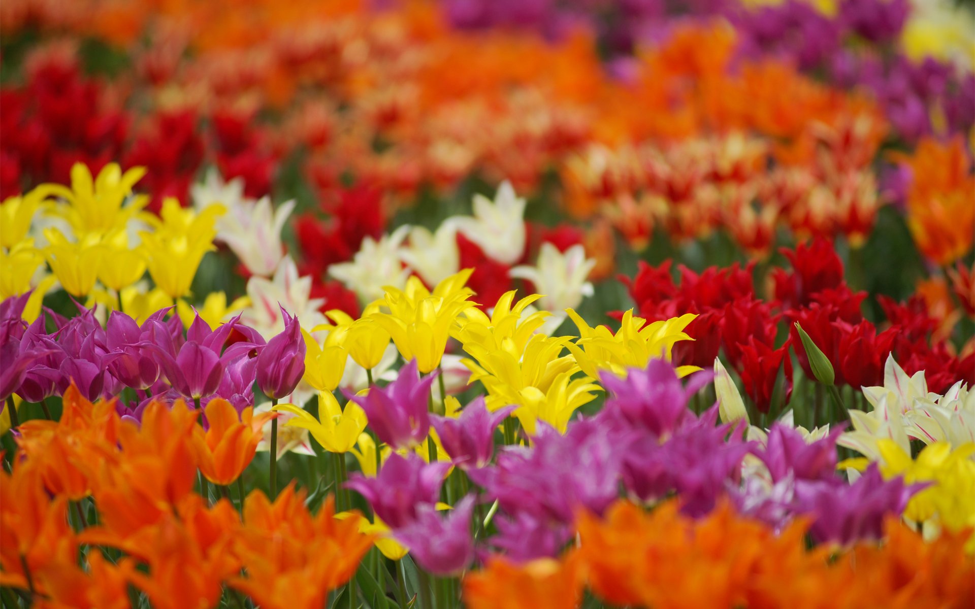 tulipanes flores de color campo amarillo lila rojo blanco