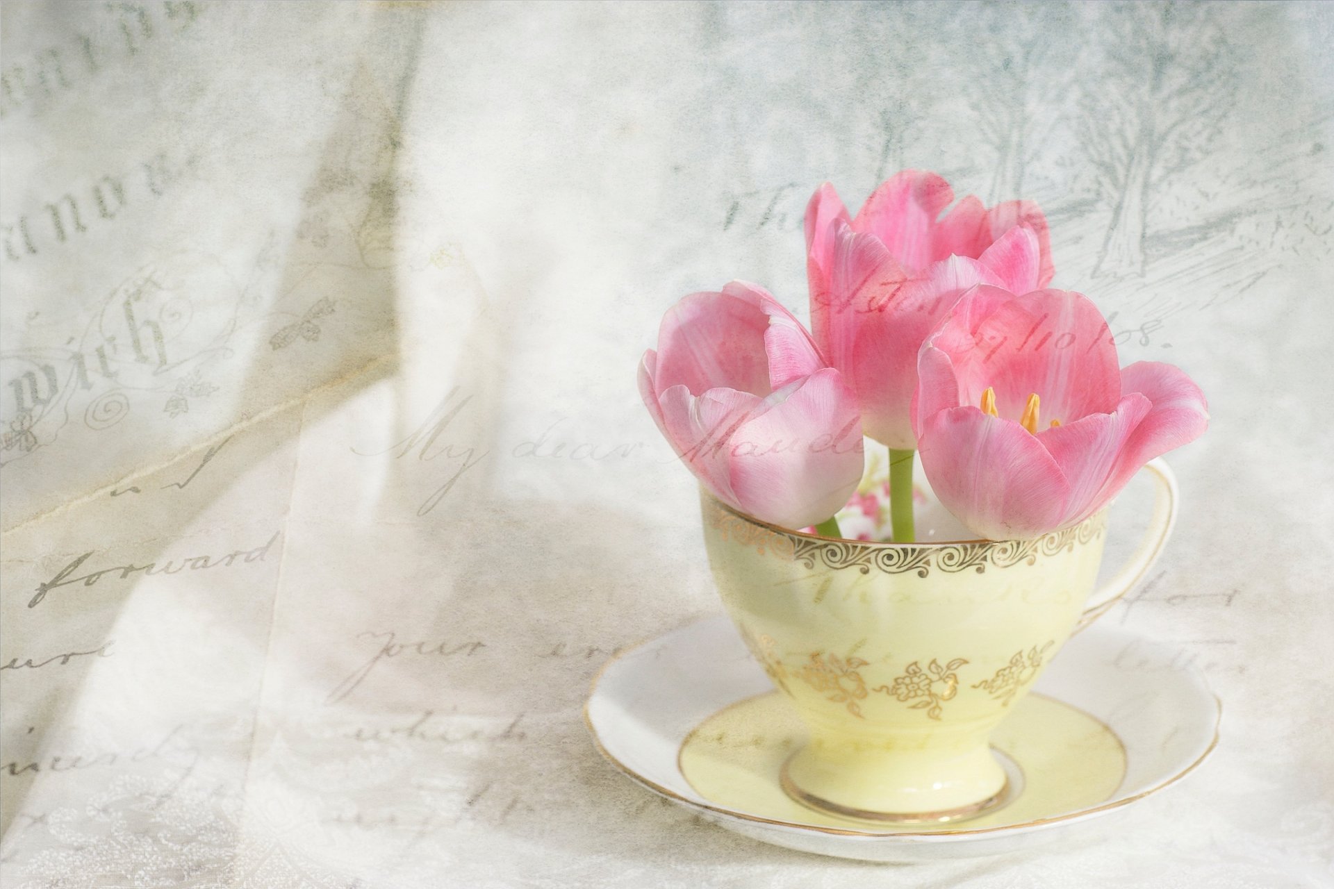 tulpen rosa tasse untertasse blumen briefe jahrgang