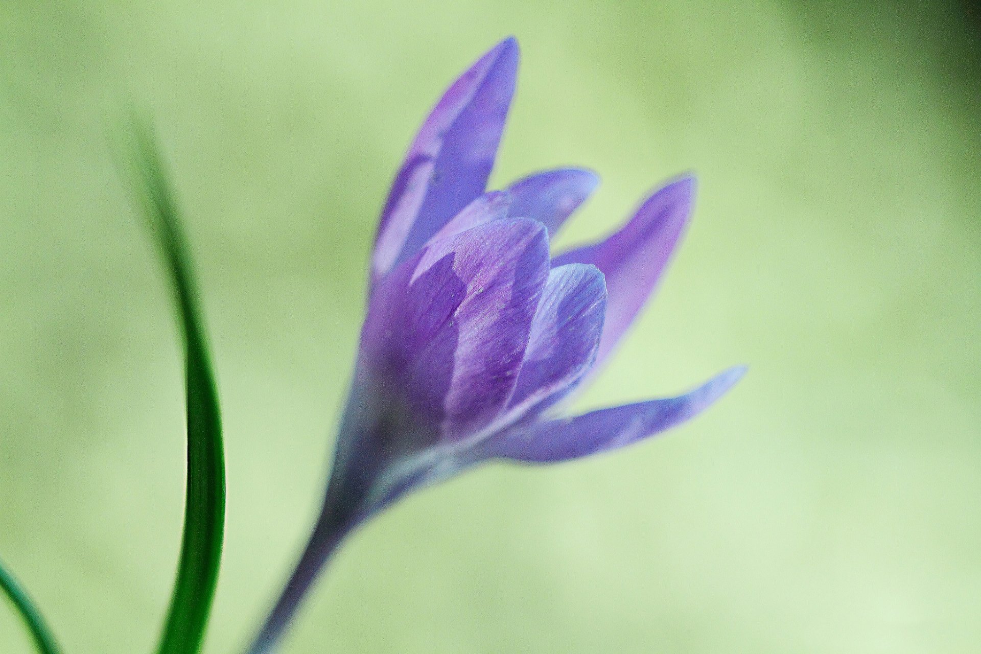 fiore lilla croco foglie sfondo sfocatura