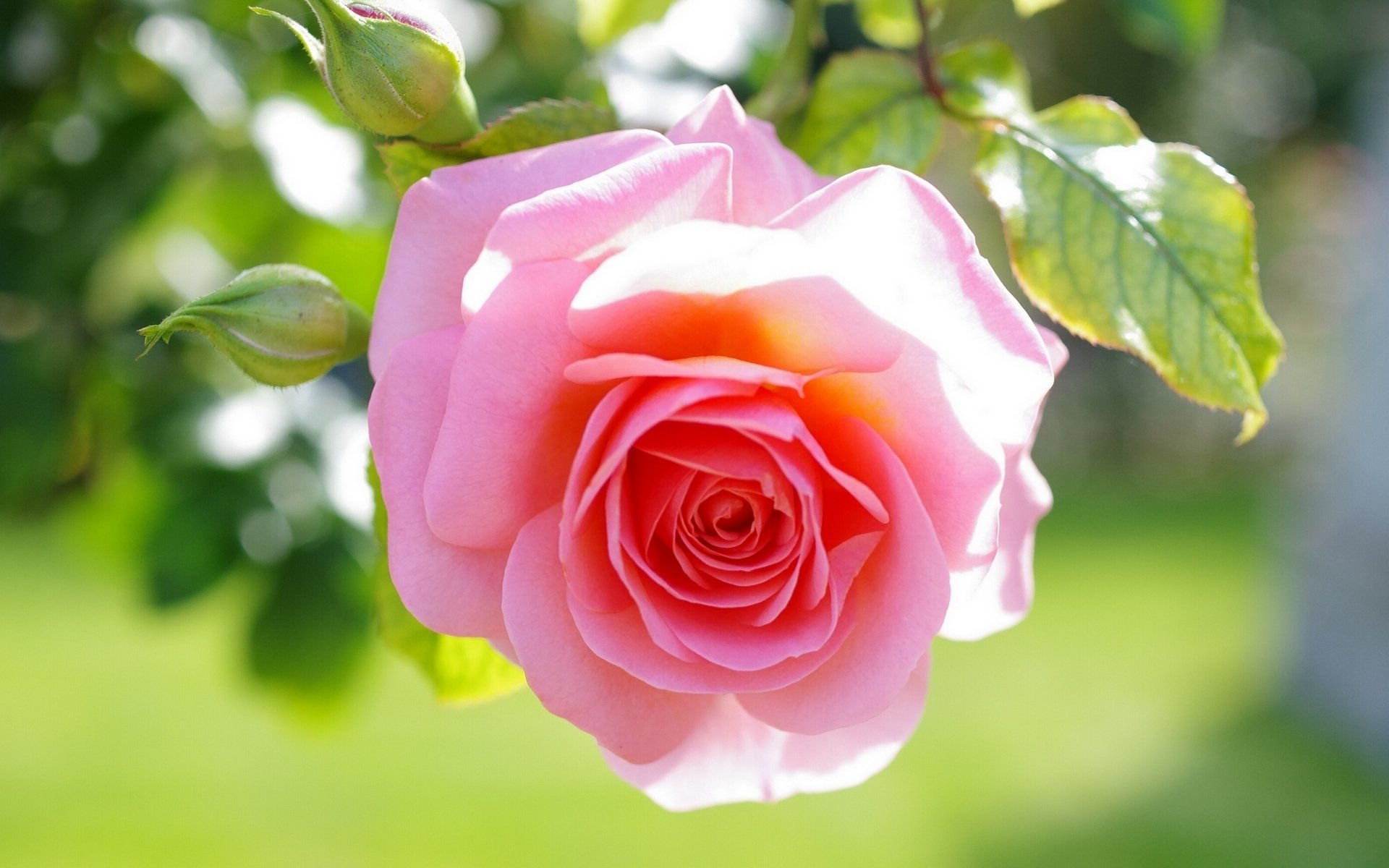 rosa brotes macro