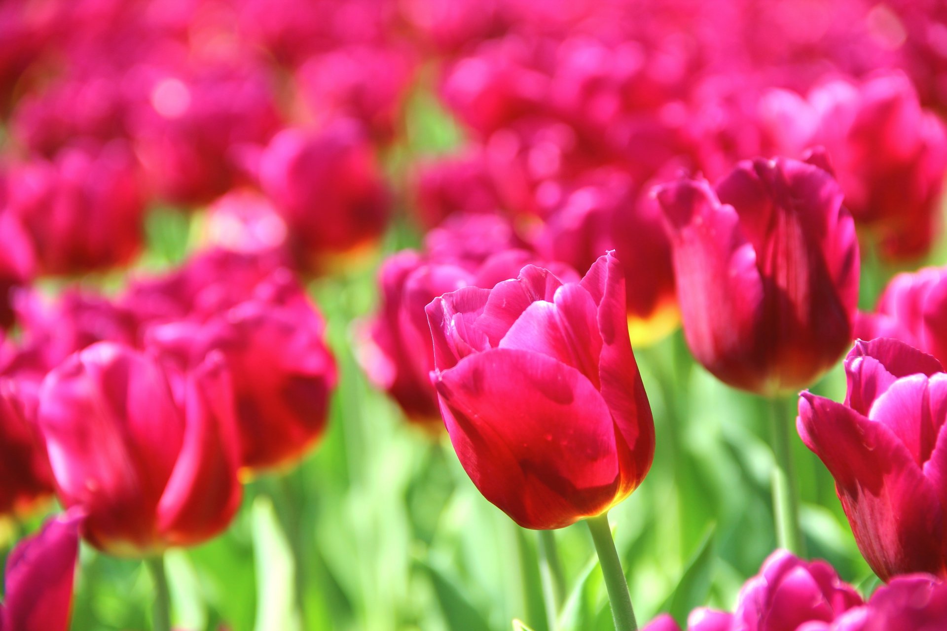 blumen blumen rosa natur schön hintergrund tapete widescreen vollbild