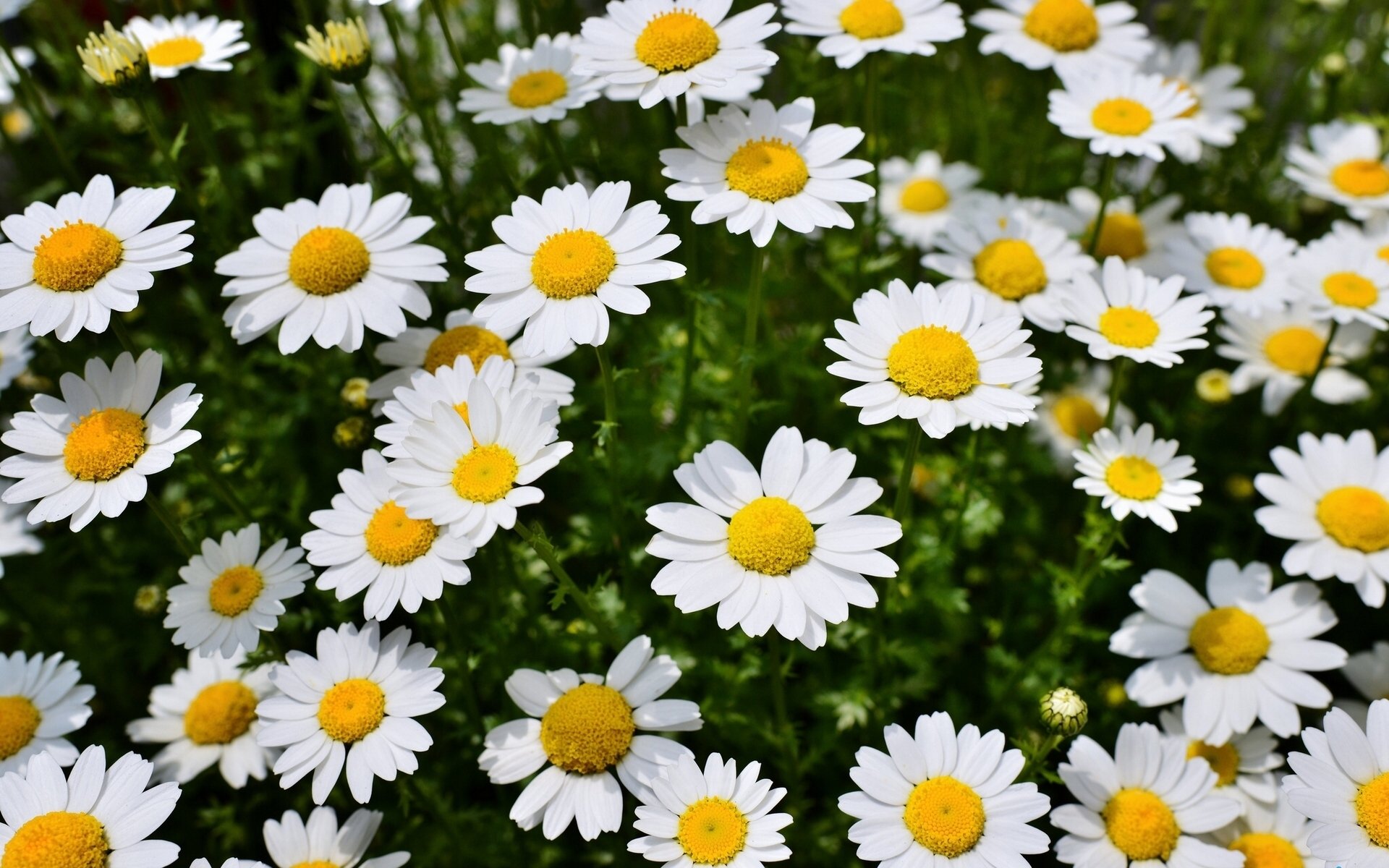 marguerites printemps pré