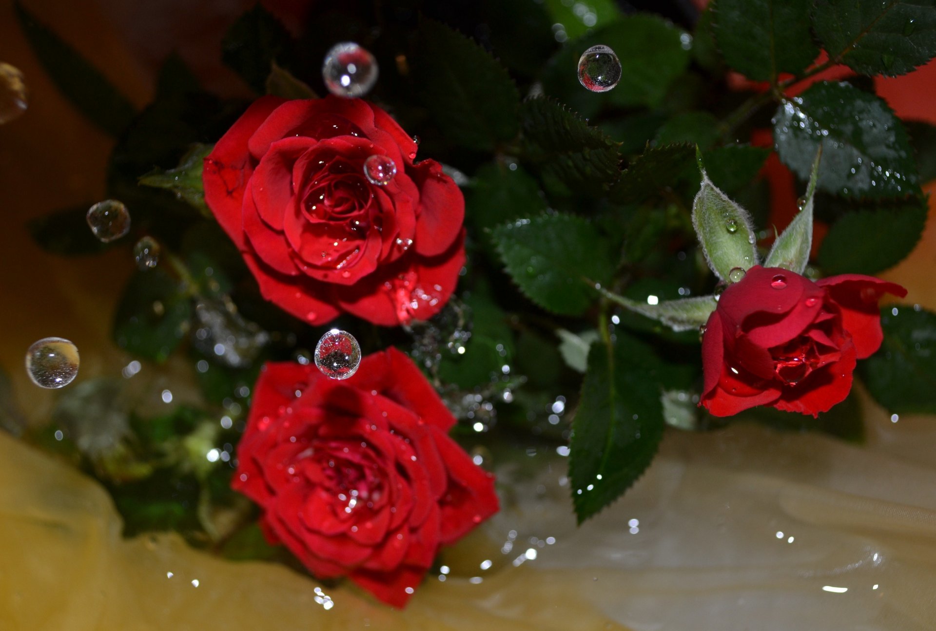 blumen rosen wasser tropfen