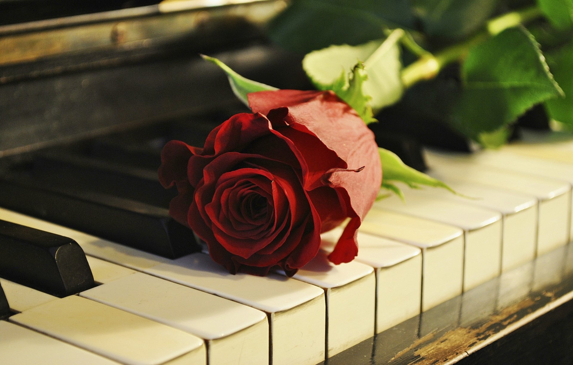 rosa fiore pianoforte pianoforte tasti