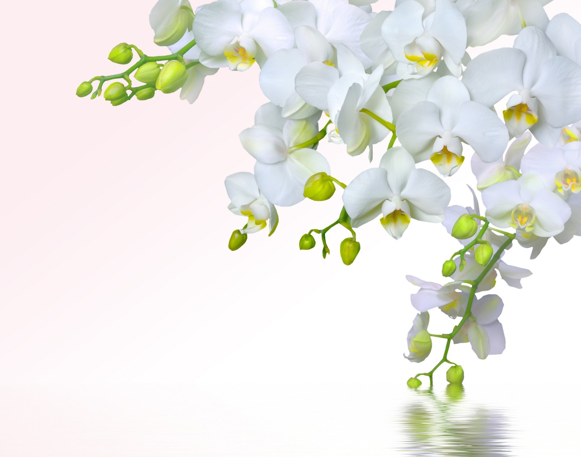 orquídea blanco pétalos rama belleza flores ternura agua salvapantallas orquídeas phalaenopsis blanco splash