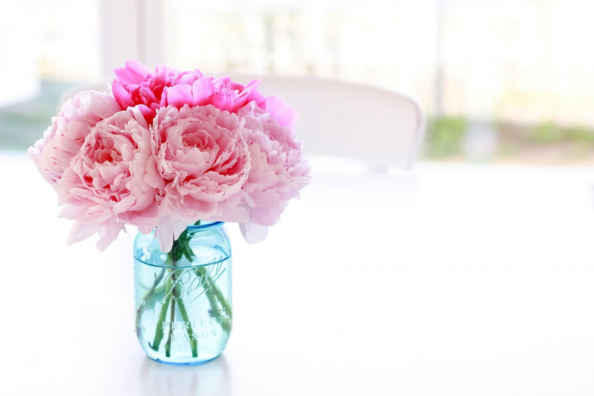 pfingstrosen blumen rosa glas glas vase blau tisch stuhl hintergrund weiß